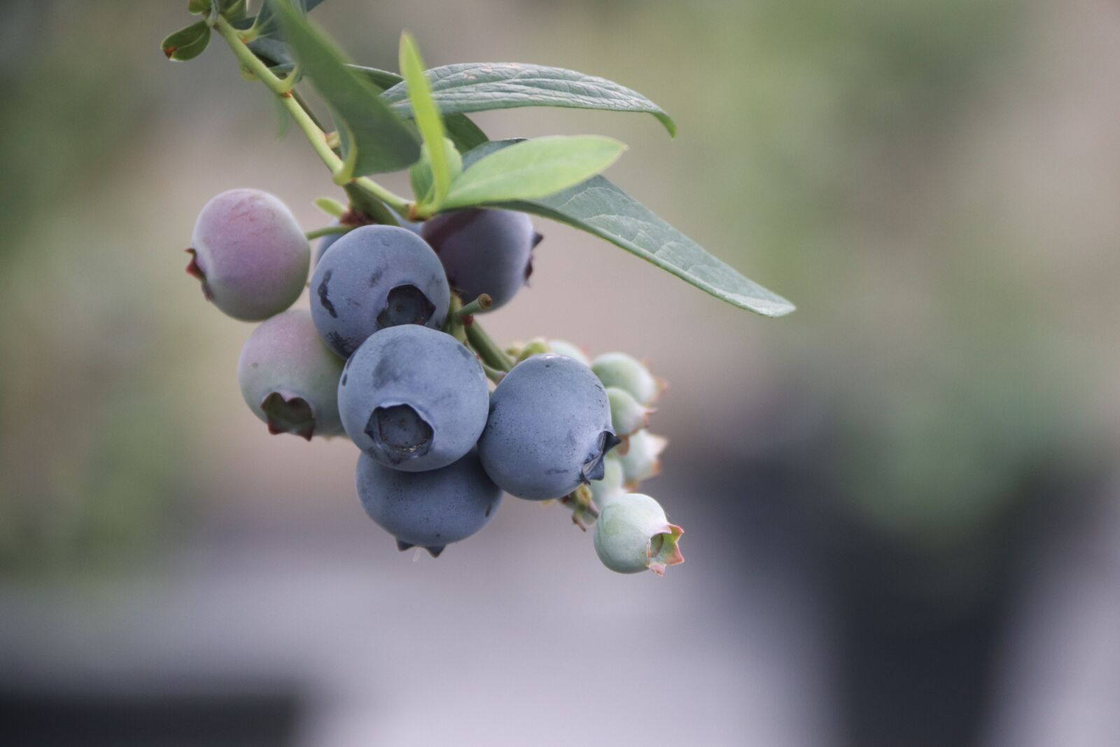 Canon EOS 800D (EOS Rebel T7i / EOS Kiss X9i) sample photo. Blue berries, berries, blueberries photography