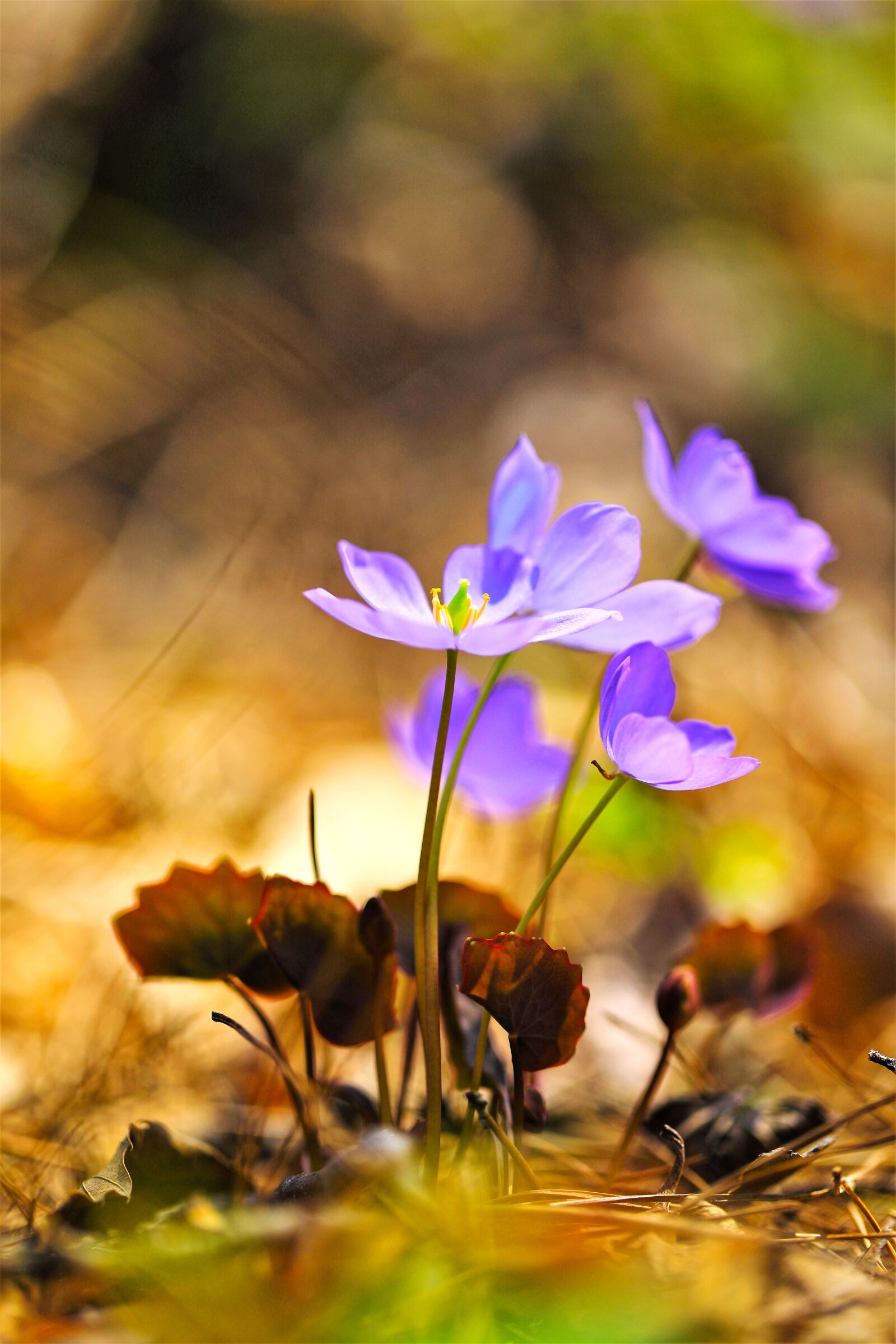 Canon EF 100mm F2.8L Macro IS USM sample photo. Wildflower, flowers, nature photography