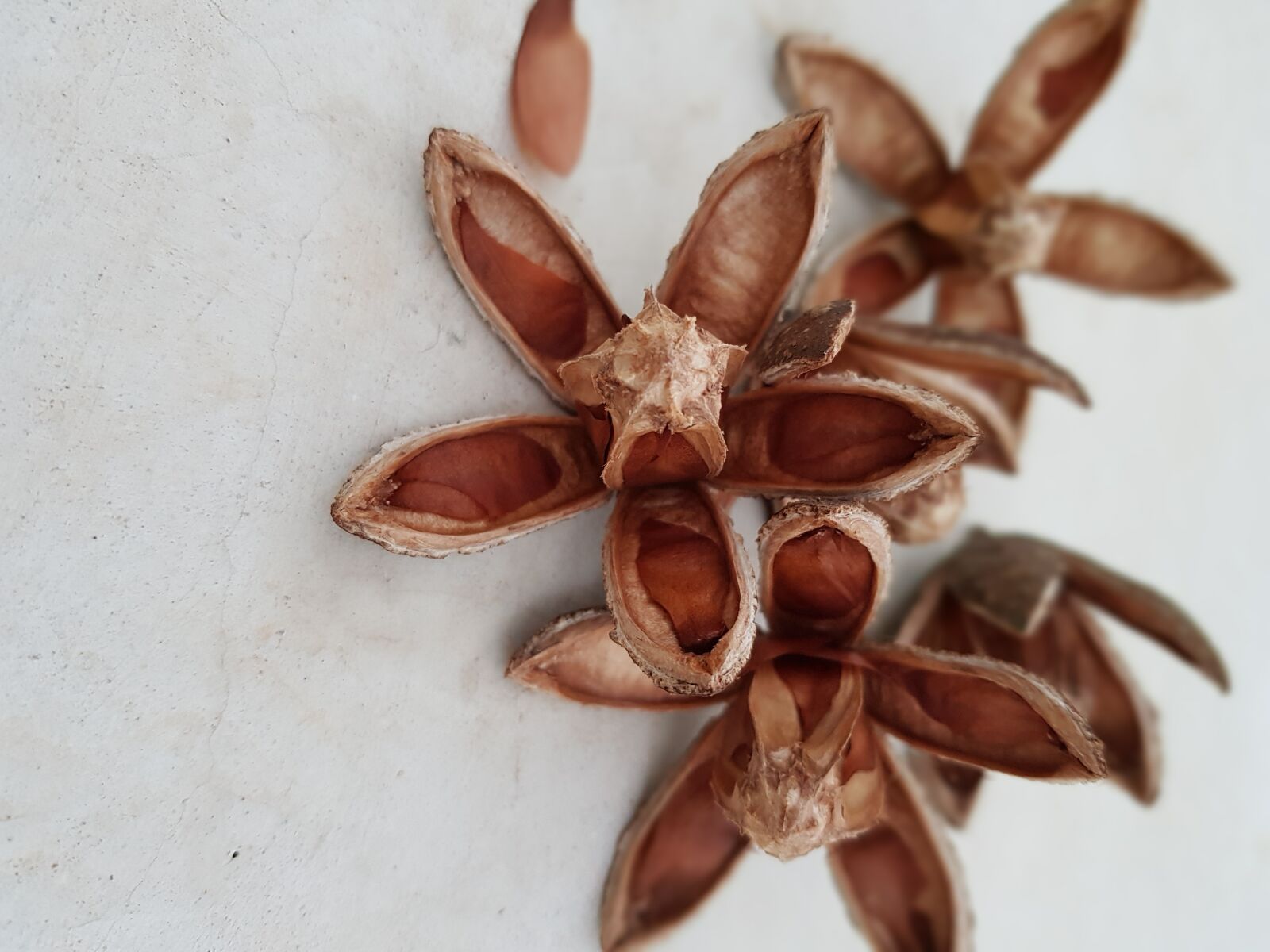 Samsung Galaxy S8+ sample photo. Star, star anise, anise photography