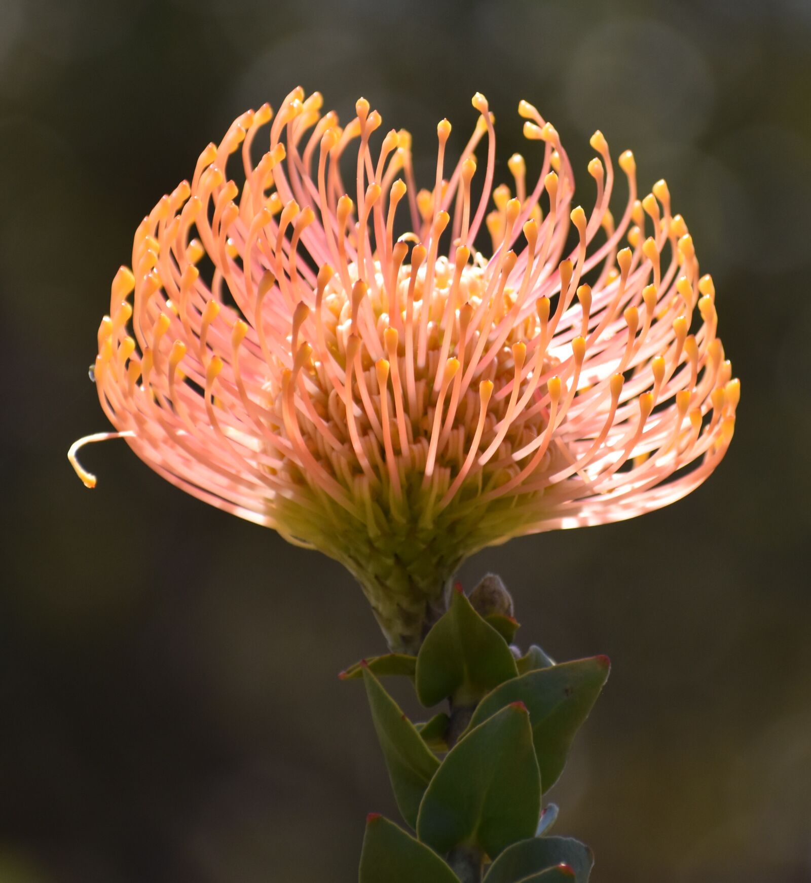 Nikon D5500 sample photo. Flower, flora, nature photography