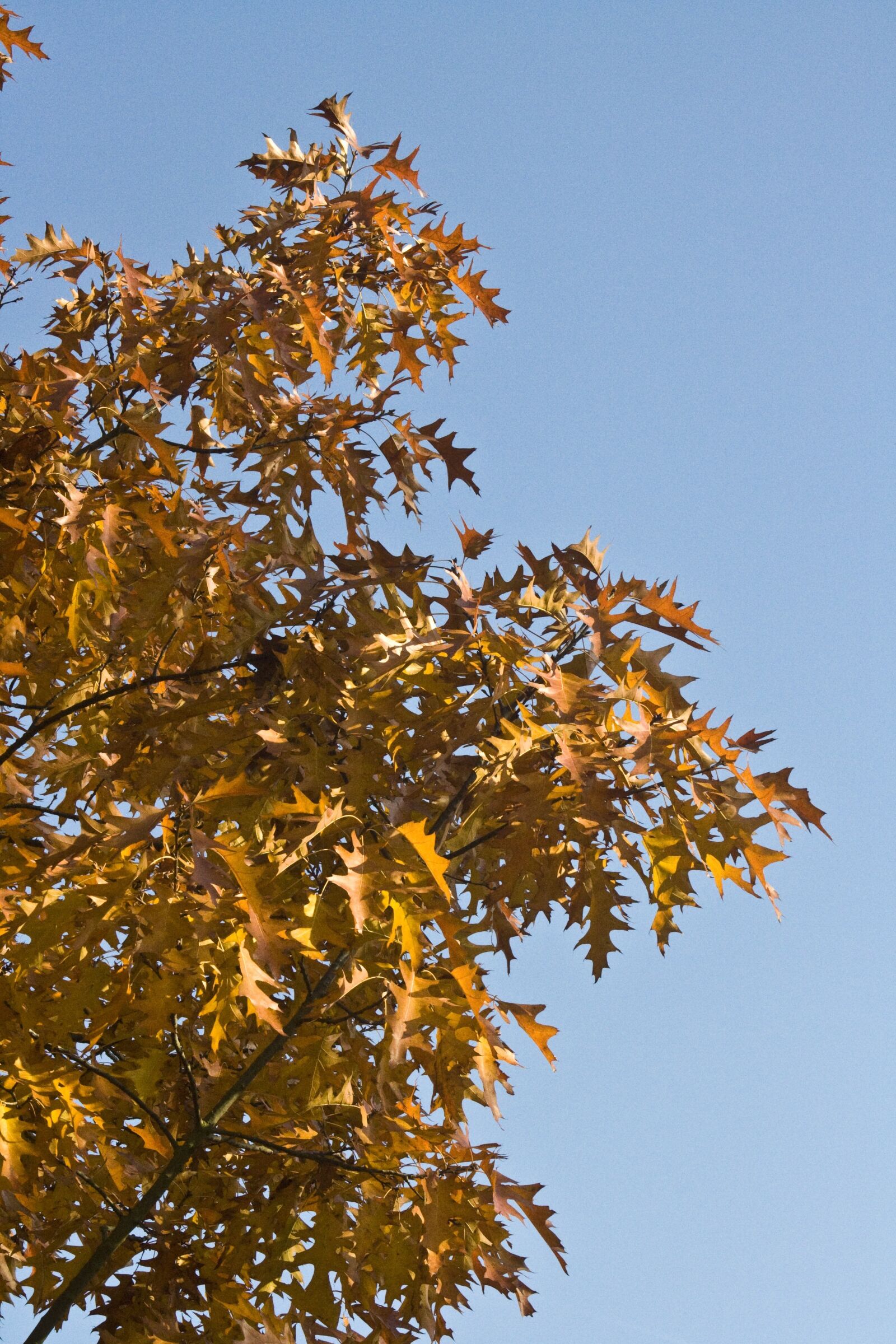Canon EOS 1000D (EOS Digital Rebel XS / EOS Kiss F) sample photo. Emerge, leaves, oak photography