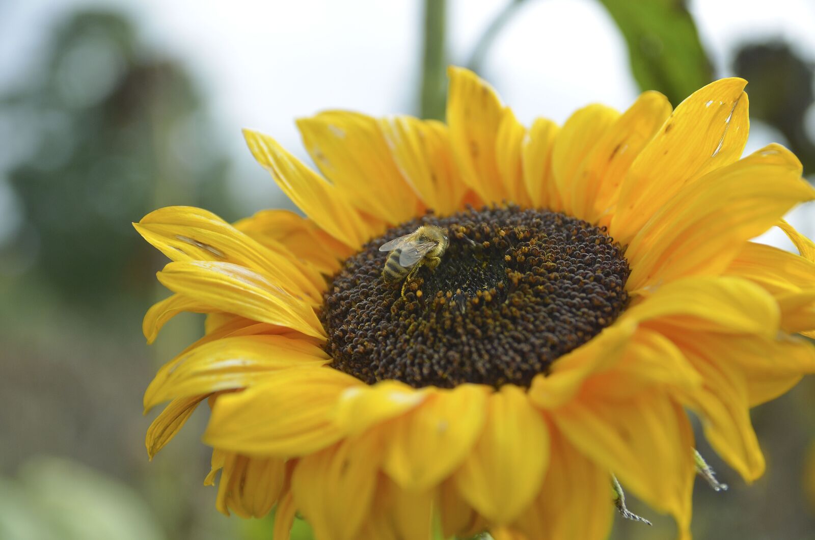 Nikon D7000 sample photo. Sunflower, bee, nature photography