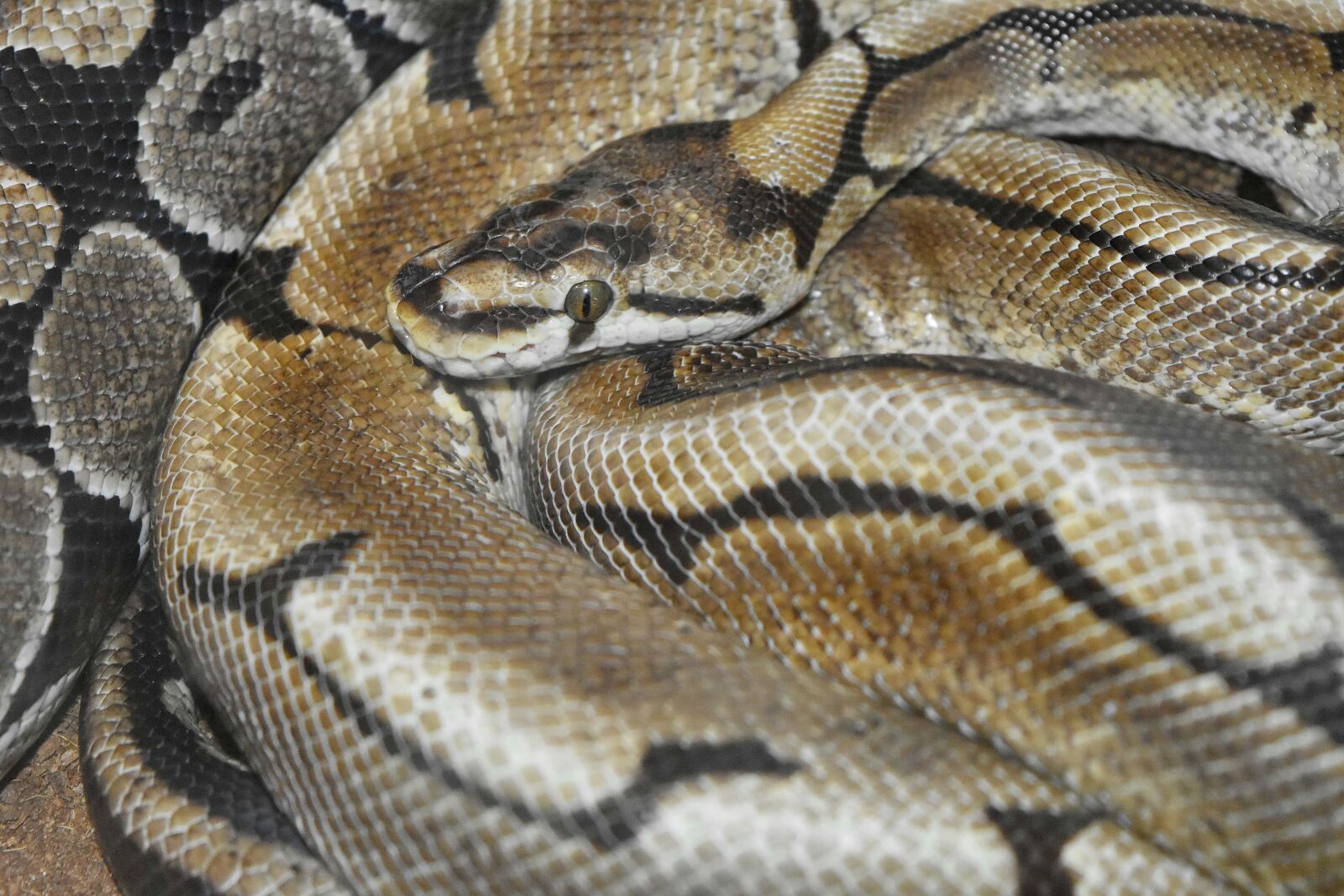 Nikon D5500 sample photo. Light brown, zoology, animal photography