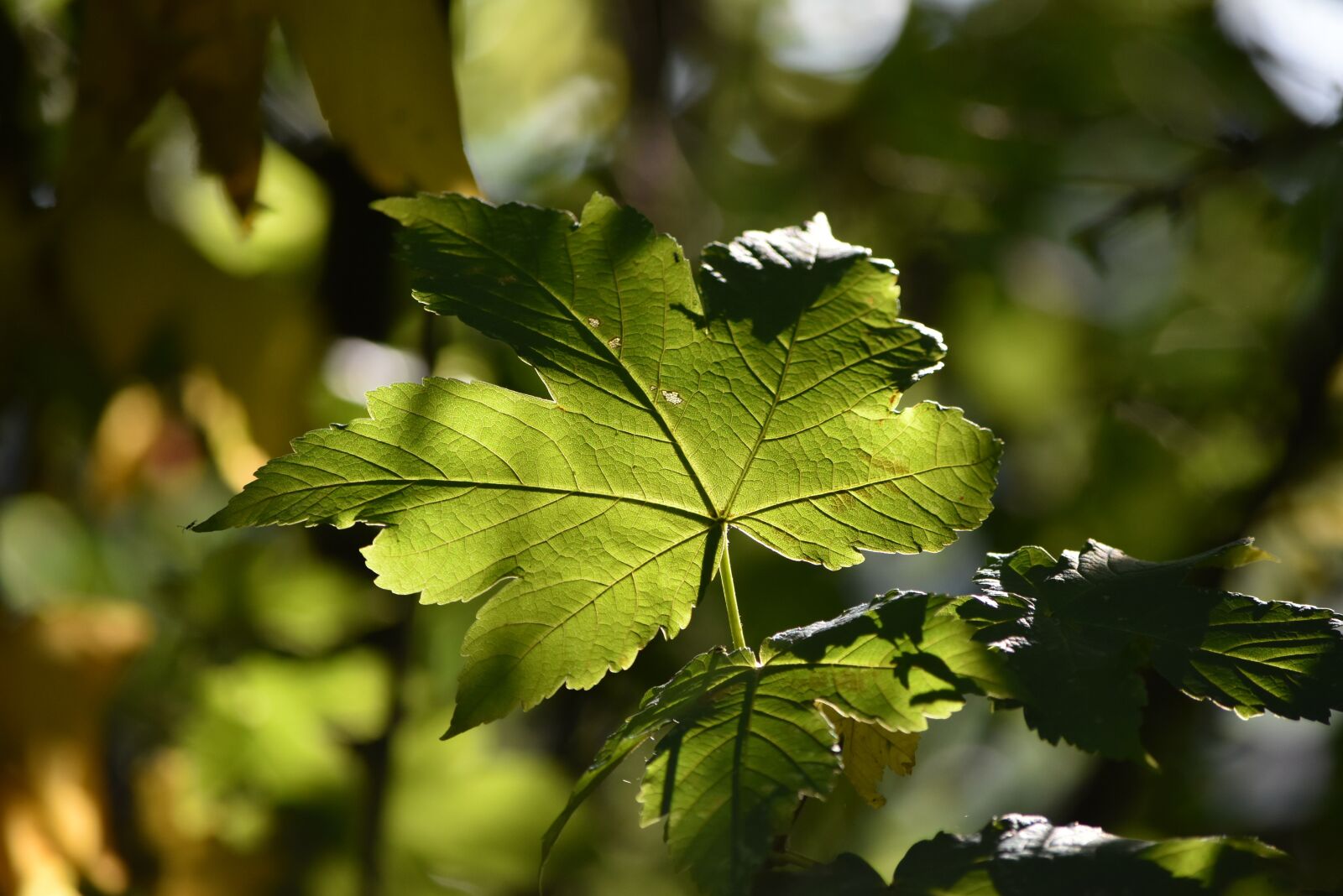 Nikon D5500 sample photo. Leaves, tree, plant photography