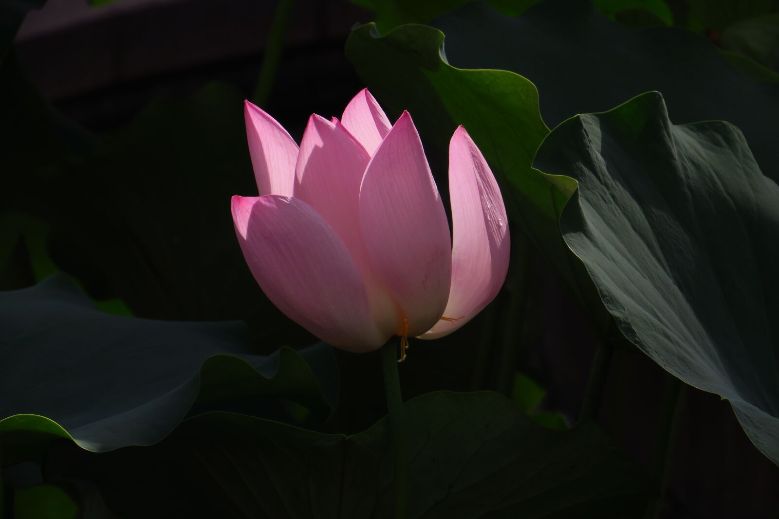 Canon PowerShot G3 X sample photo. Flower, dutch, lotus photography