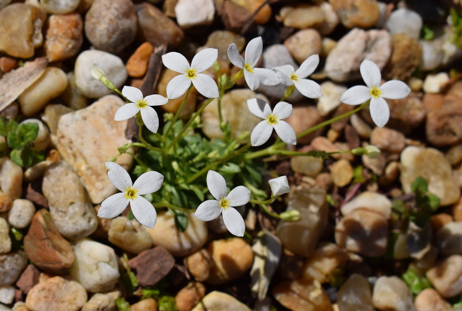 Nikon D3300 sample photo. White bluet, bluet, spring photography