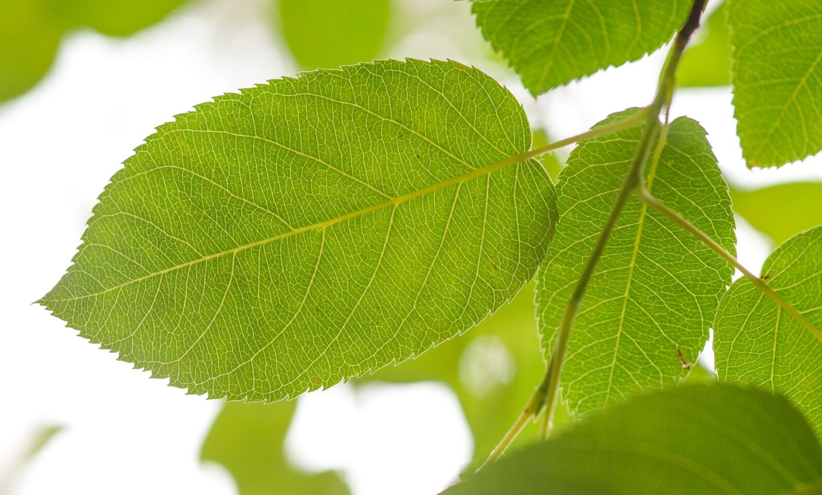 Nikon D610 sample photo. Leaf, green, nature photography