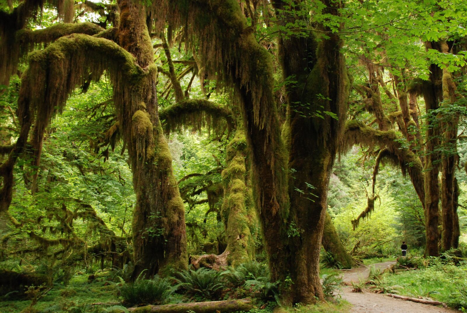 Nikon D80 sample photo. Nature, landscape, green photography