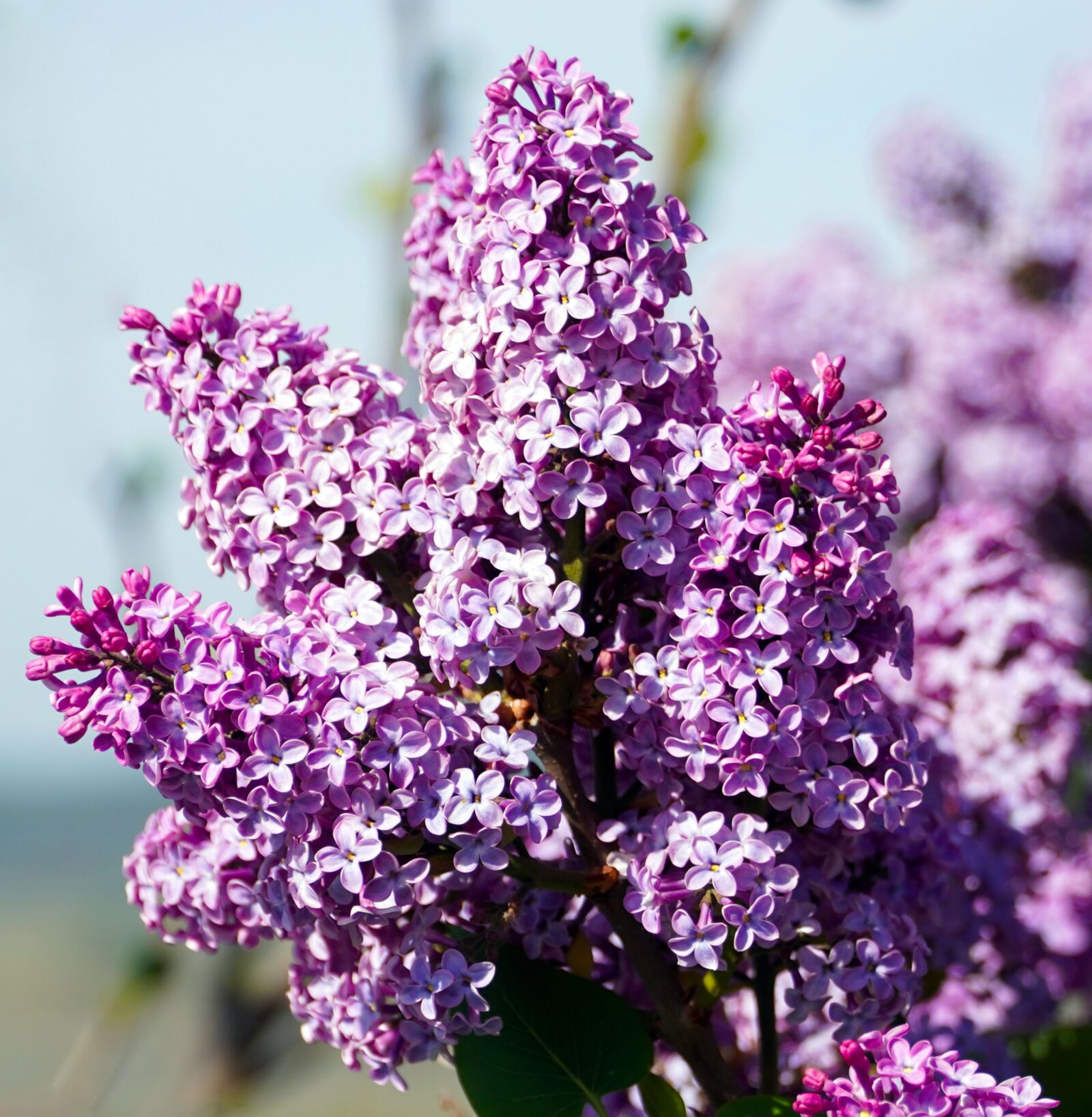 Sony E PZ 18-105mm F4 G OSS sample photo. Lilac, blossom, bloom photography