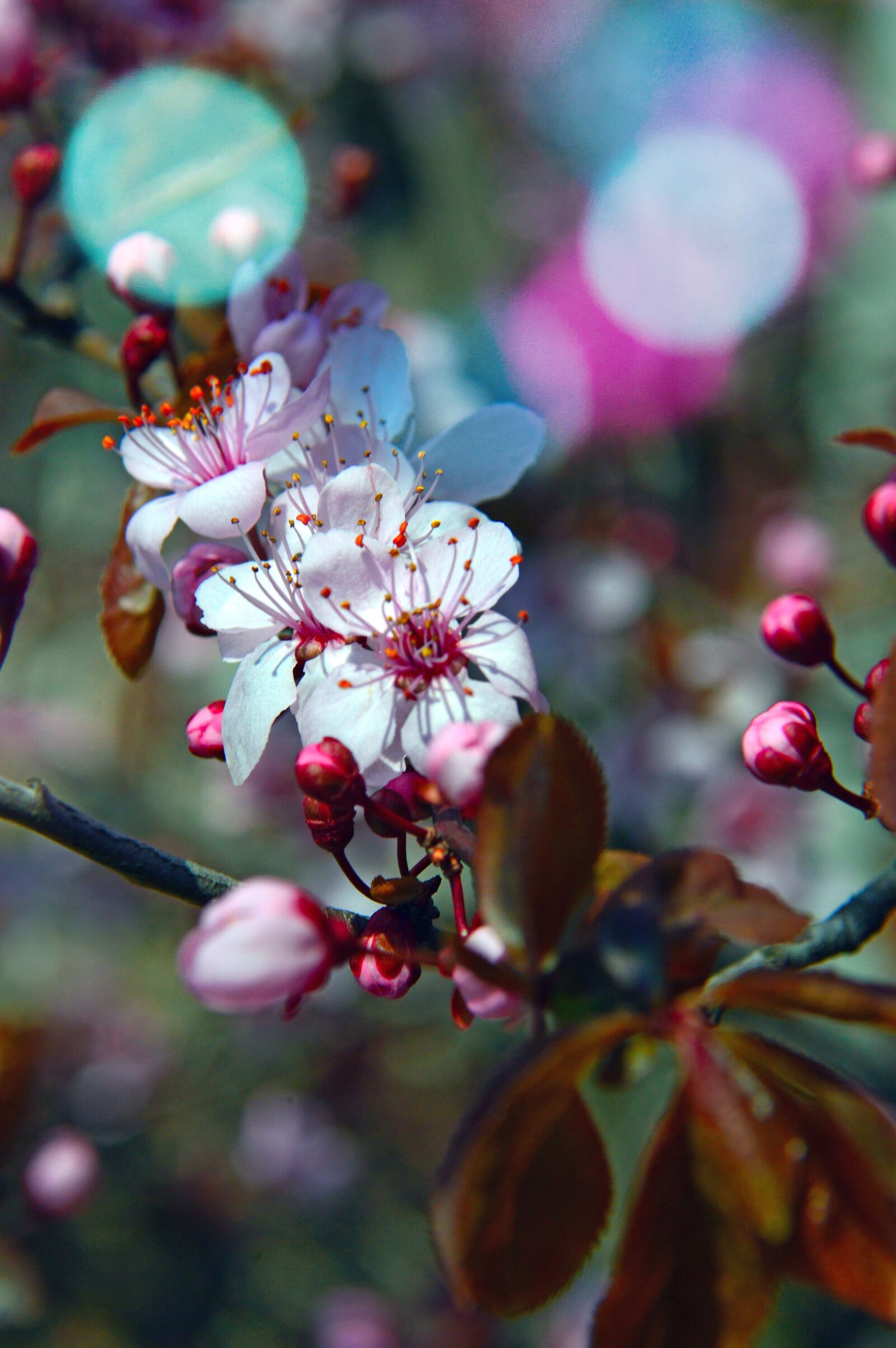 Nikon D3200 sample photo. Nature, flower, plant photography