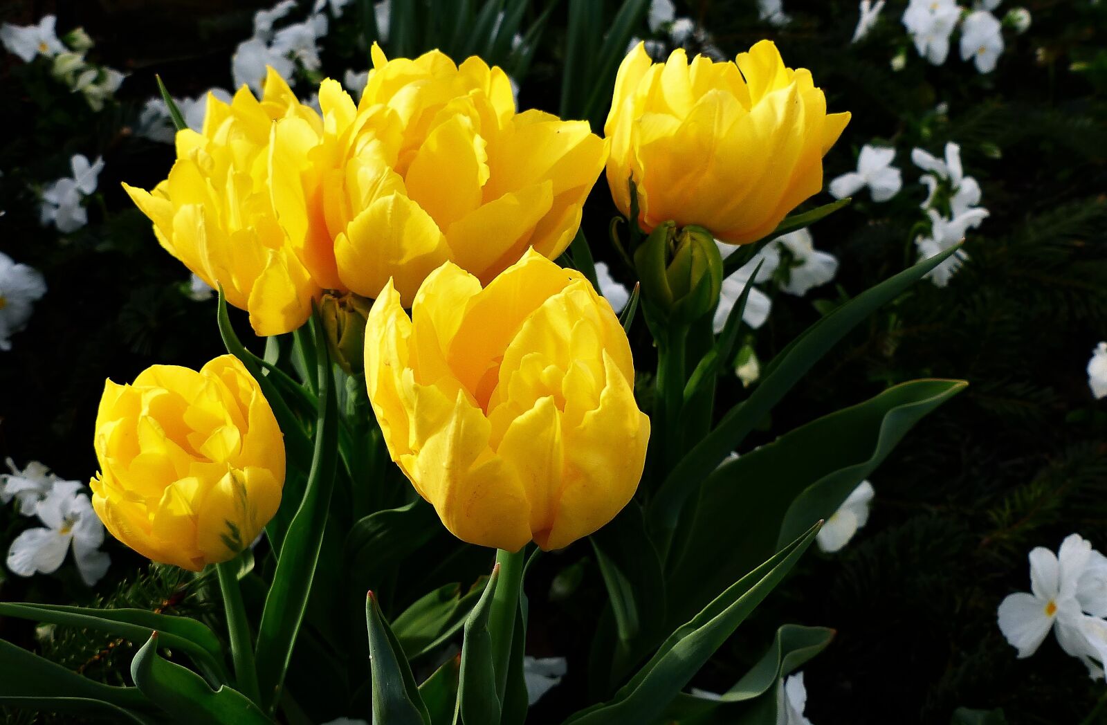 Panasonic Lumix DMC-FZ200 sample photo. Flower, plant, nature photography