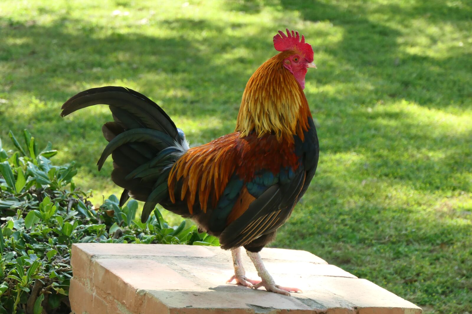 Panasonic DC-TZ200 sample photo. Cockerel, grass, rooster photography