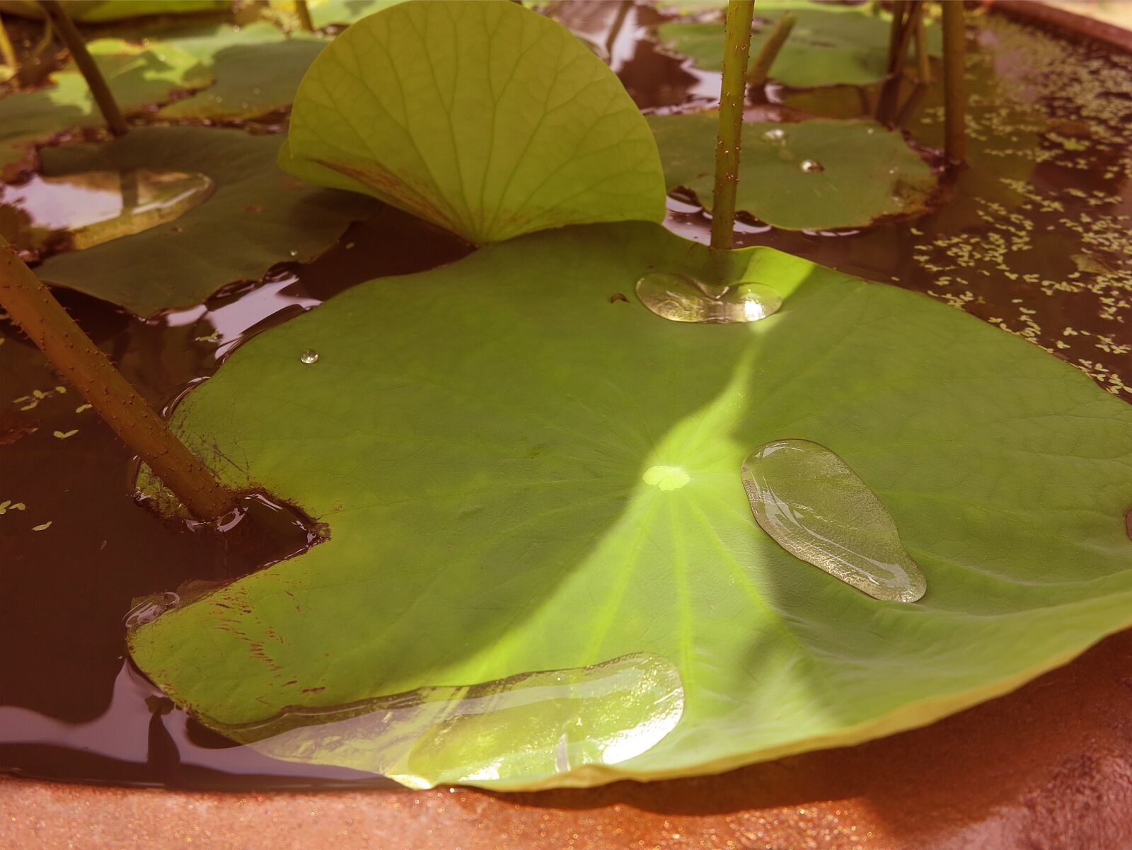 Canon PowerShot G1 X sample photo. Lotus leaf, trickle, plants photography