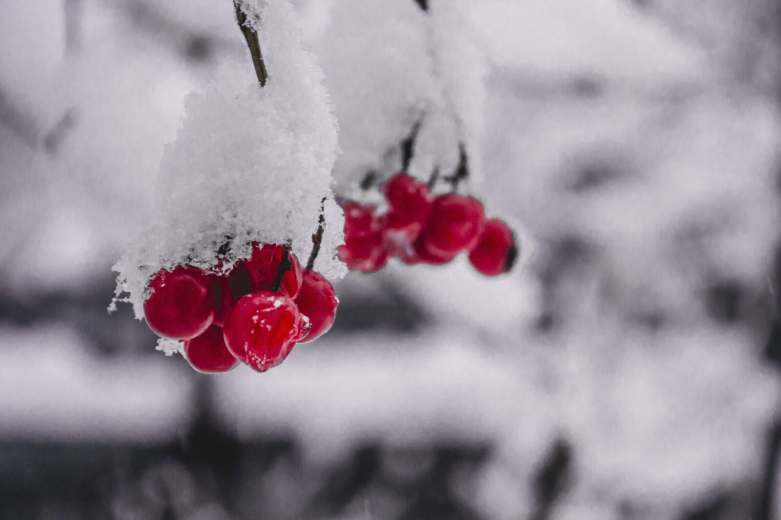 Nikon D3100 sample photo. Berry, frost, snow photography