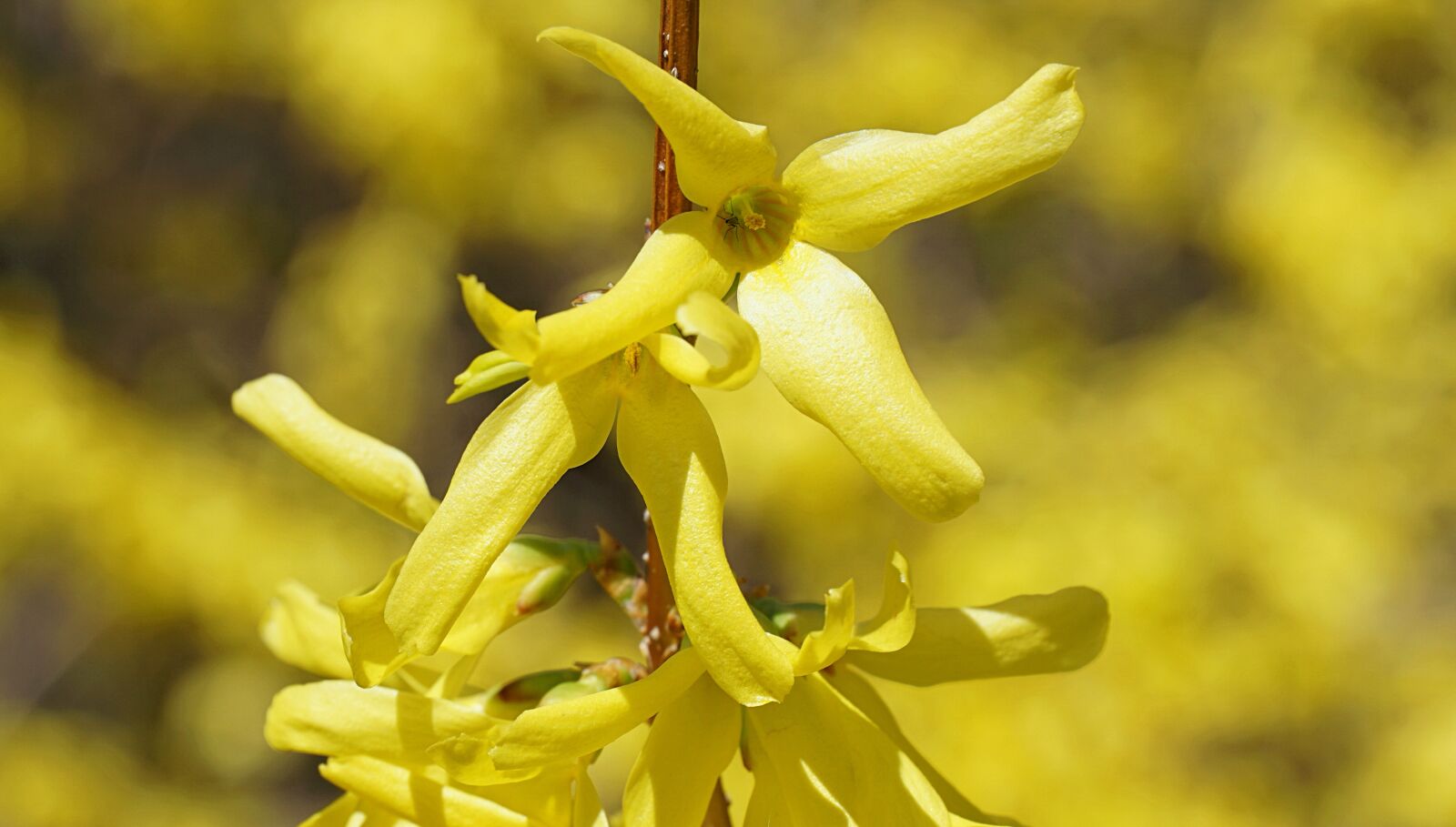 Sony a6000 sample photo. Forsythia, blossom, yellow photography