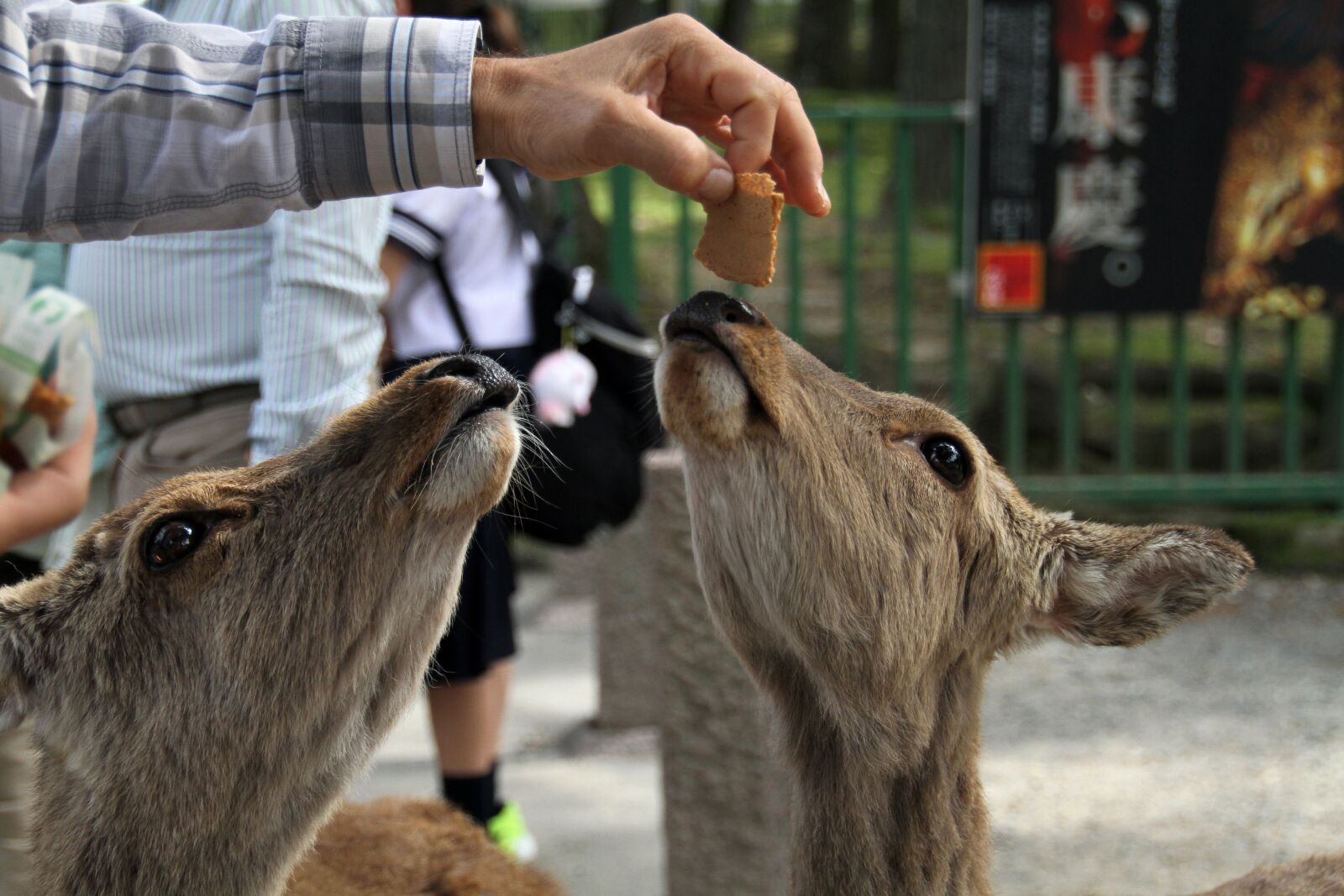 Canon EOS 7D sample photo. Deer, feeding, nature photography