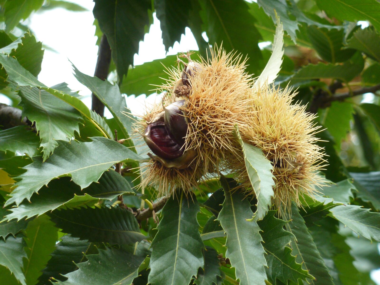 Panasonic DMC-TZ7 sample photo. Chestnut, fruit, maroni photography