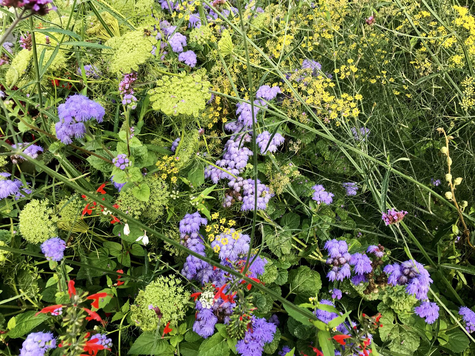 iPhone 7 back camera 3.99mm f/1.8 sample photo. Flower meadow, yarrow, flowers photography