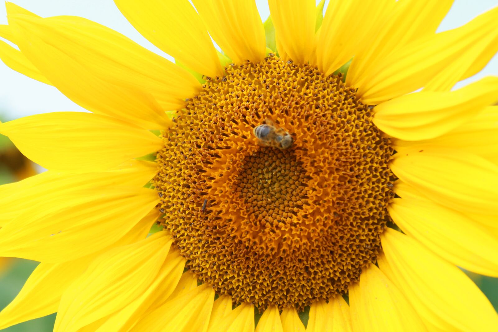 Canon EOS 1100D (EOS Rebel T3 / EOS Kiss X50) sample photo. Sunflower, yellow, summer photography