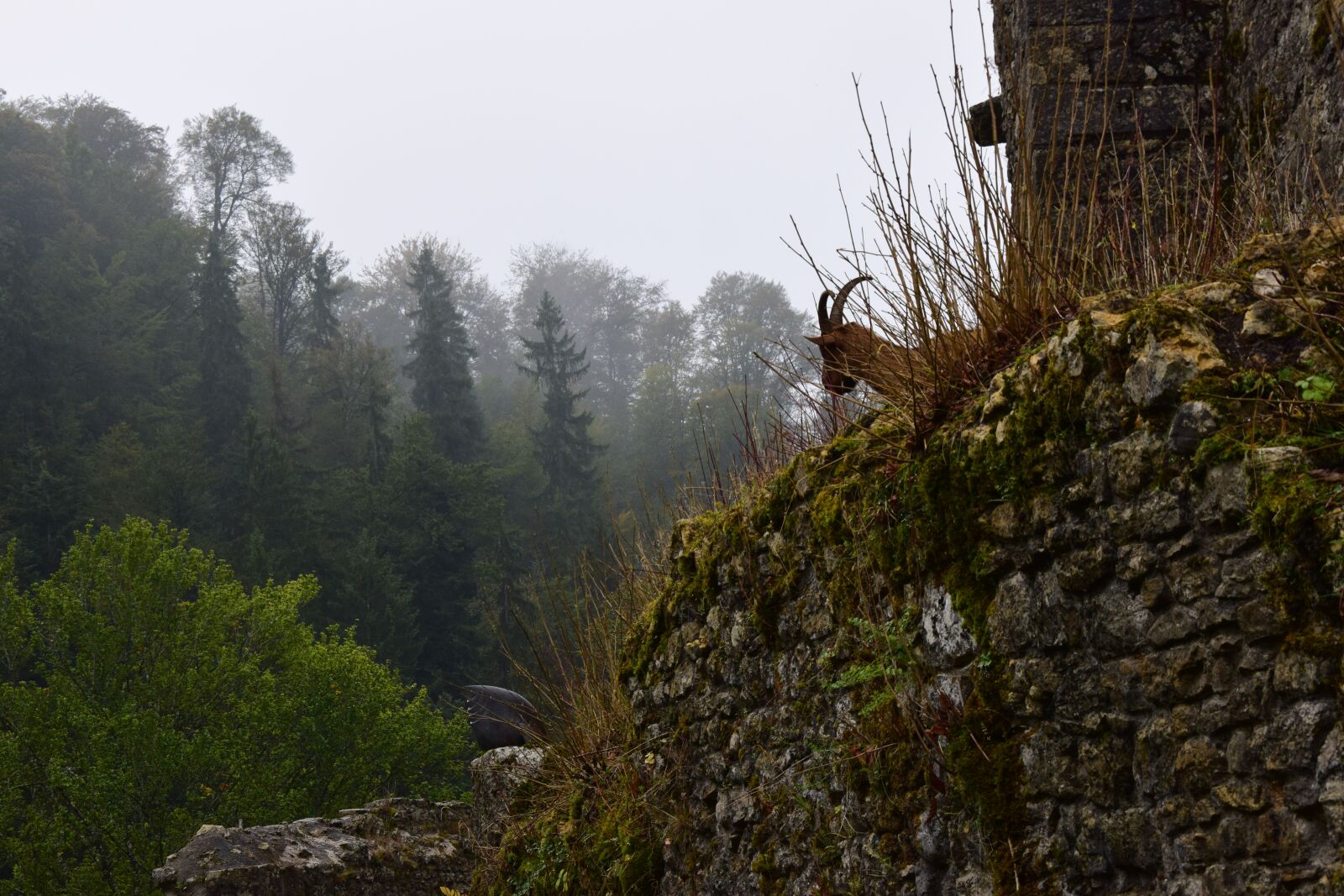 Nikon D5300 sample photo. Wall, pierre, fauna photography