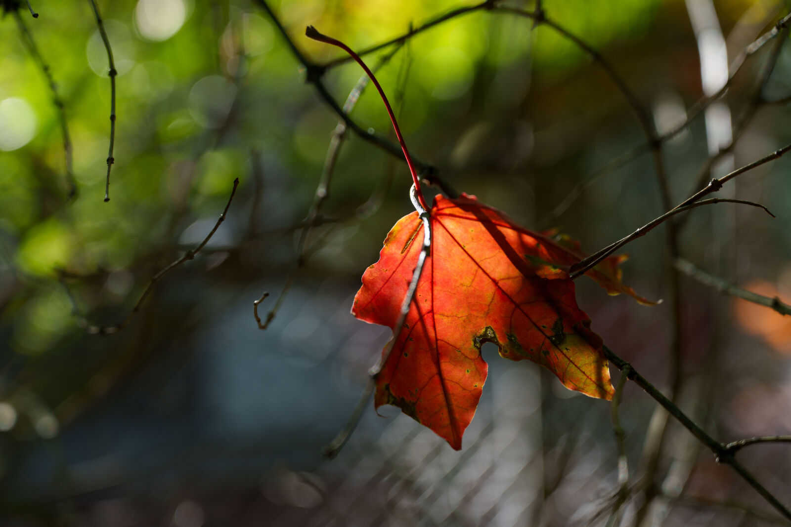 Sony a7CR sample photo. Autumn leaf photography