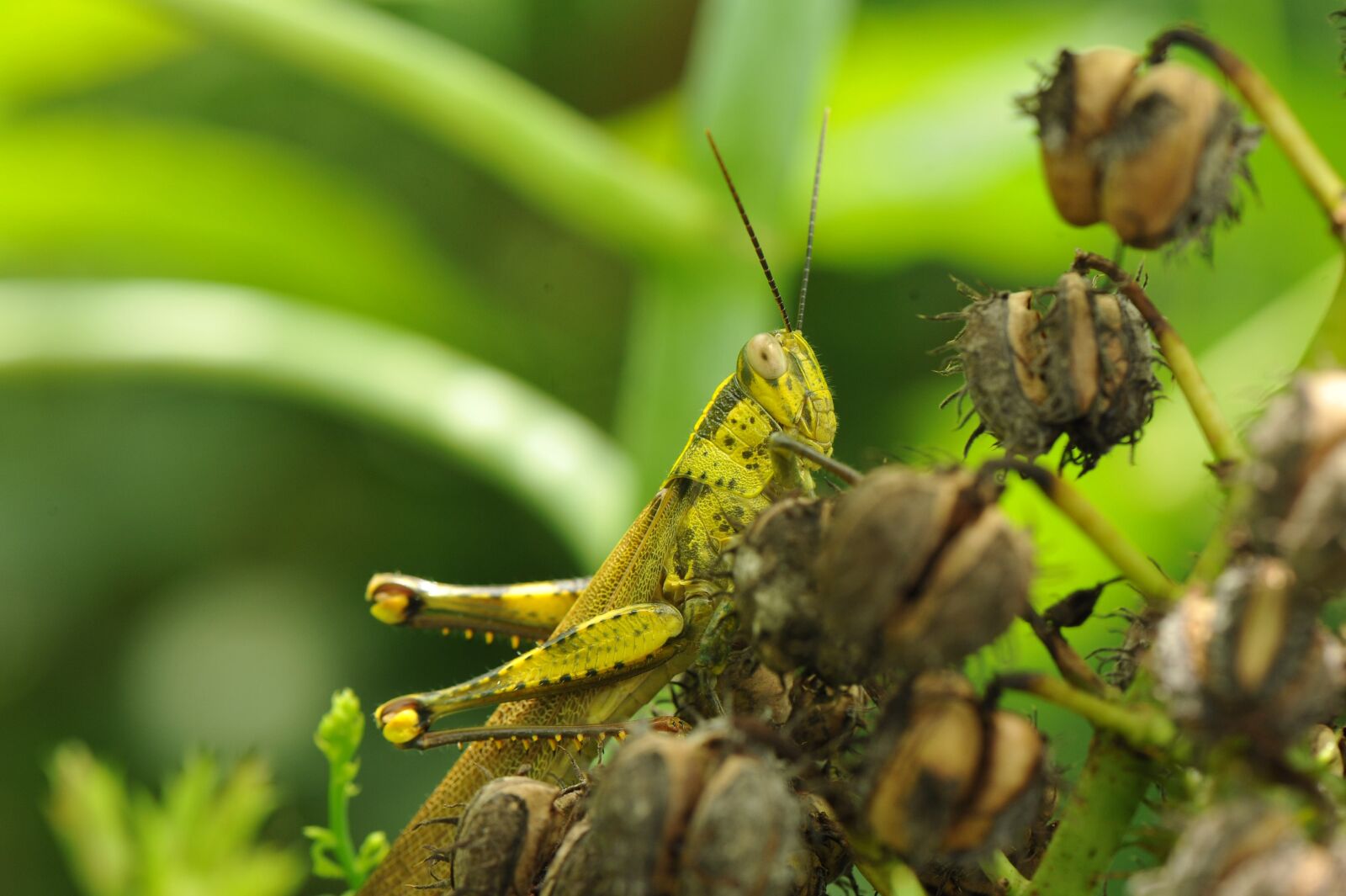 Nikon D700 sample photo. Grasshopper, insect, leaf photography