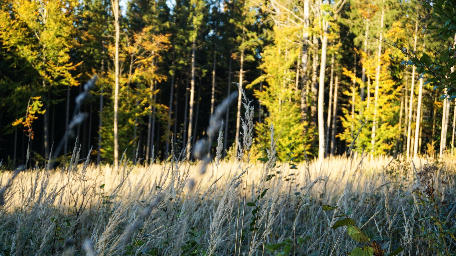 Sony a6000 sample photo. Nature, fall, beautiful photography