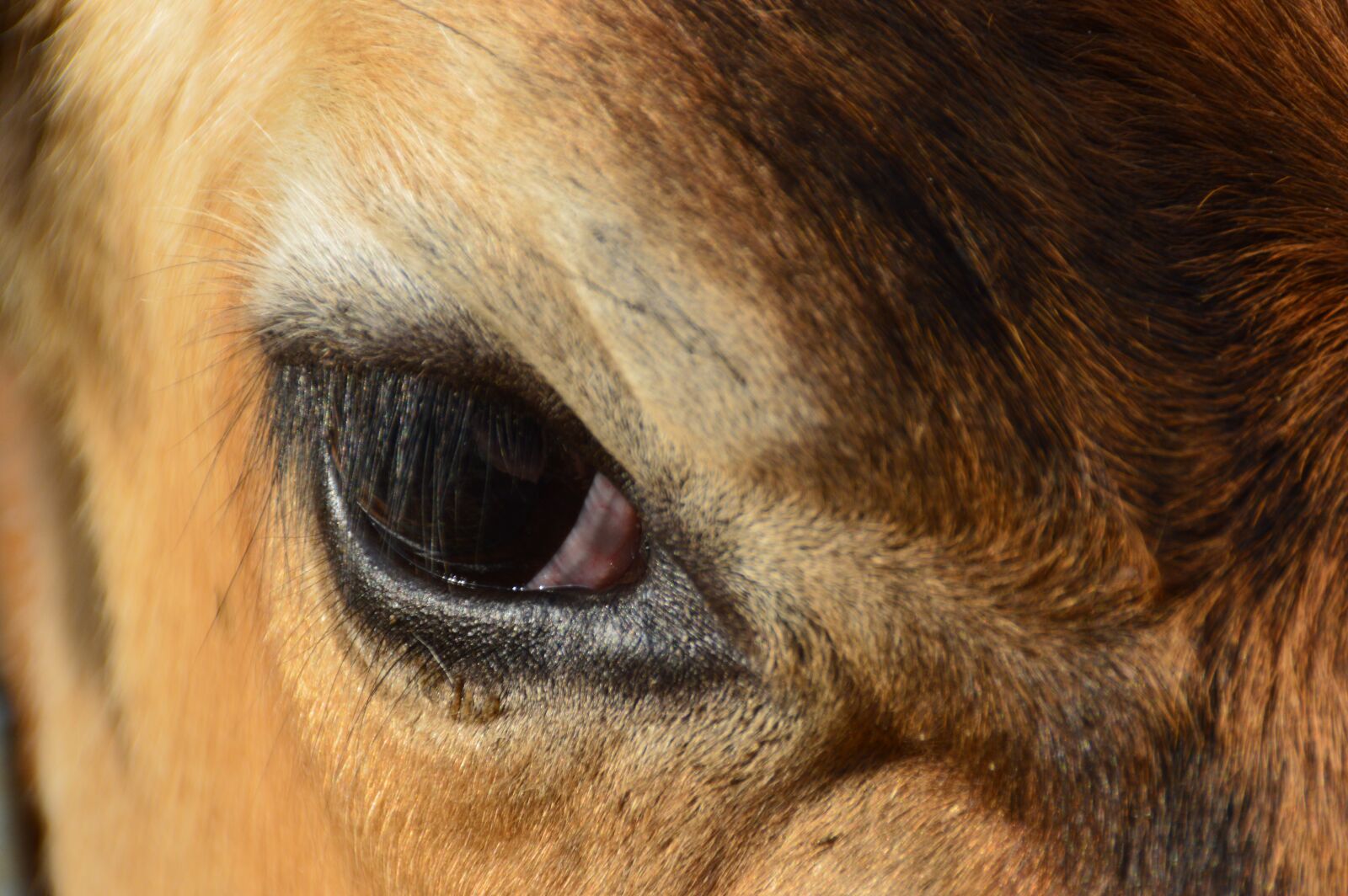 Nikon D3200 sample photo. Animals, cow, eye photography