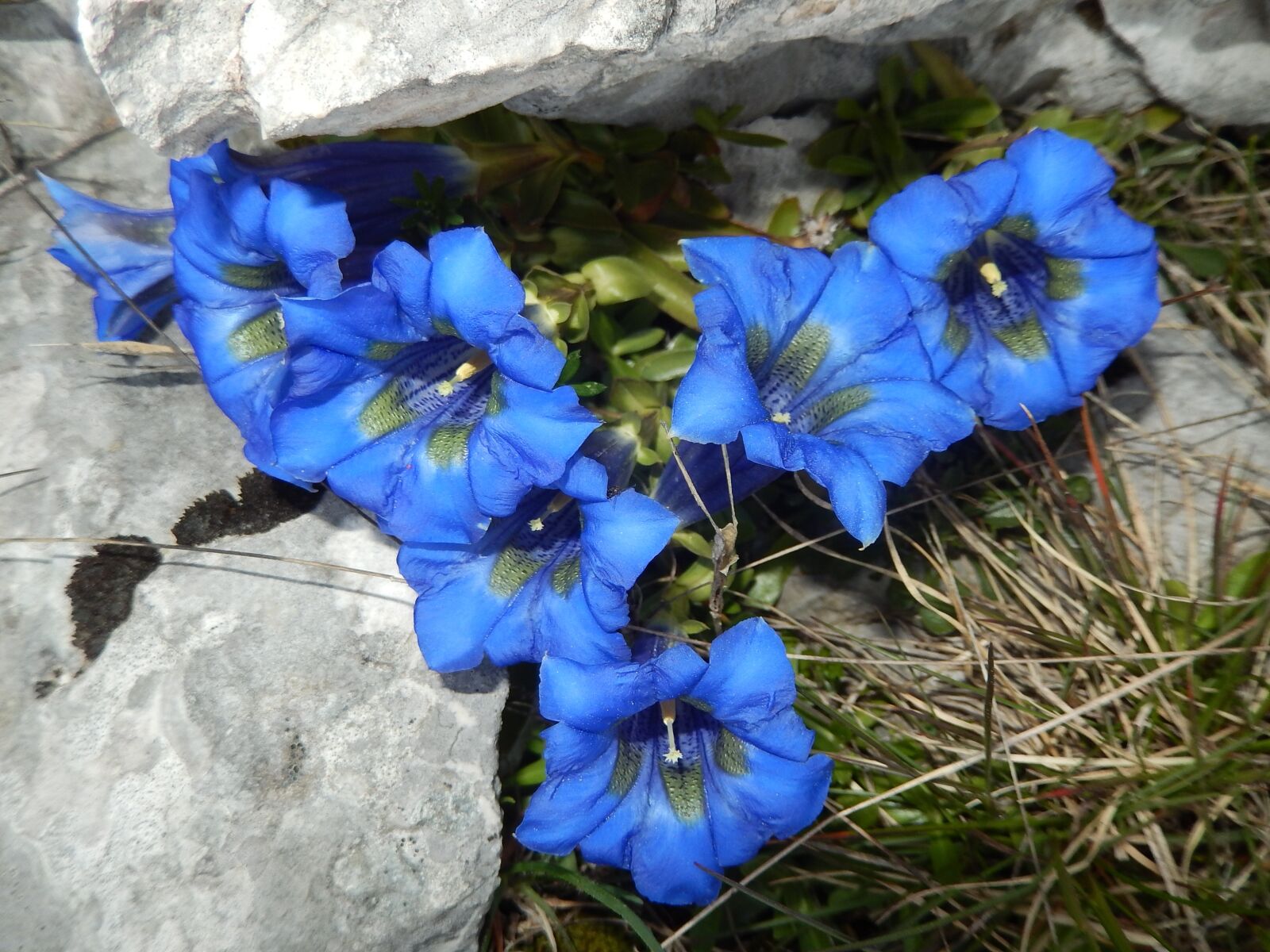 Nikon Coolpix S9500 sample photo. Flowers, mountain, vercors photography