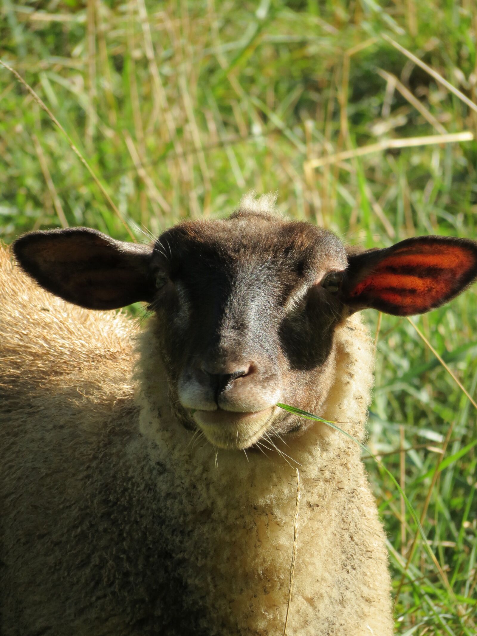 Canon PowerShot SX40 HS sample photo. Sheep, nature, animal photography