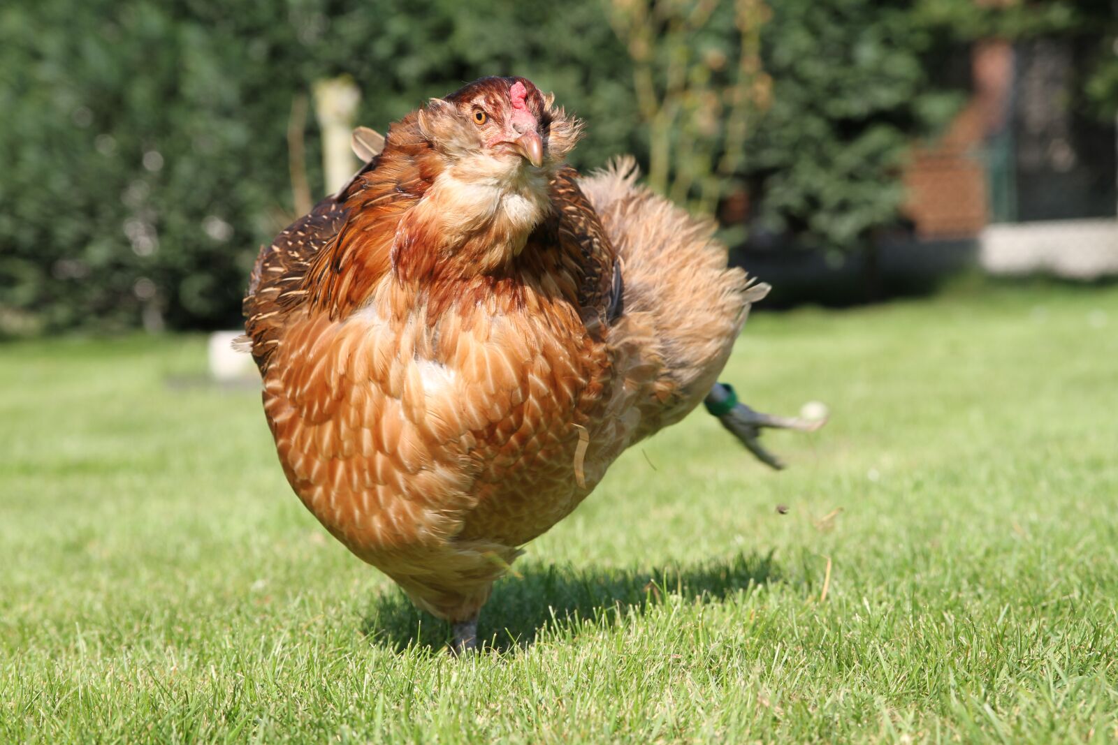 Canon EOS 7D sample photo. Hen, chicken, araucana photography