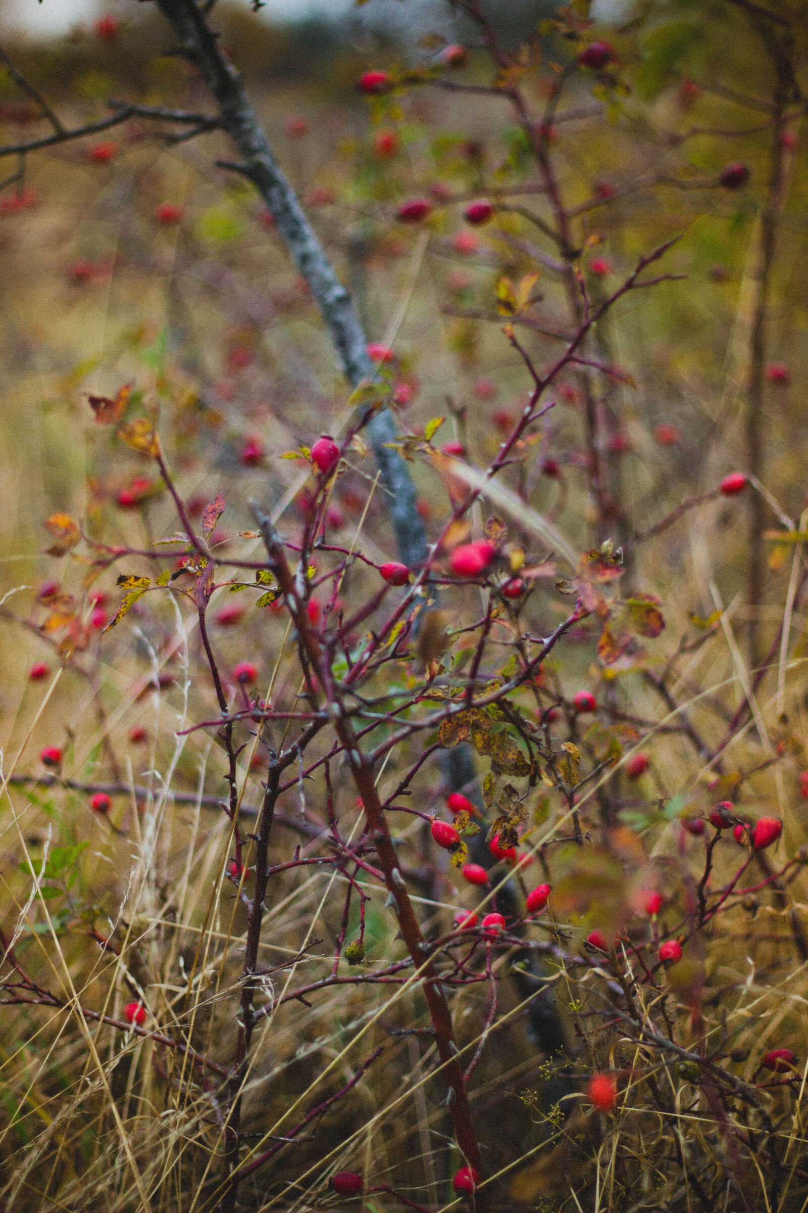 Canon EOS 600D (Rebel EOS T3i / EOS Kiss X5) + Canon EF 50mm F1.8 II sample photo. Berry, depth, of, field photography
