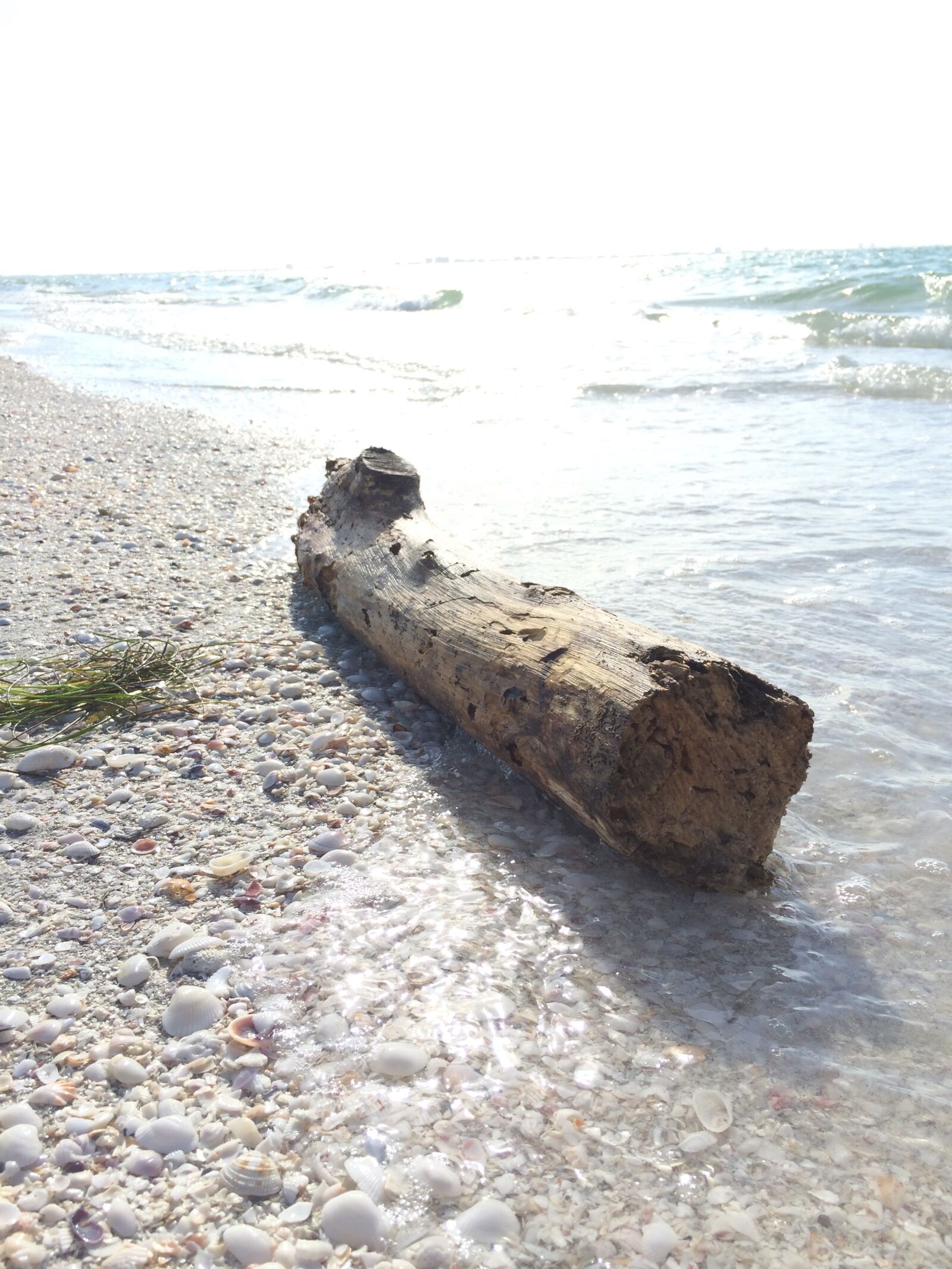 iPhone 5s back camera 4.12mm f/2.2 sample photo. Beach, driftwood photography