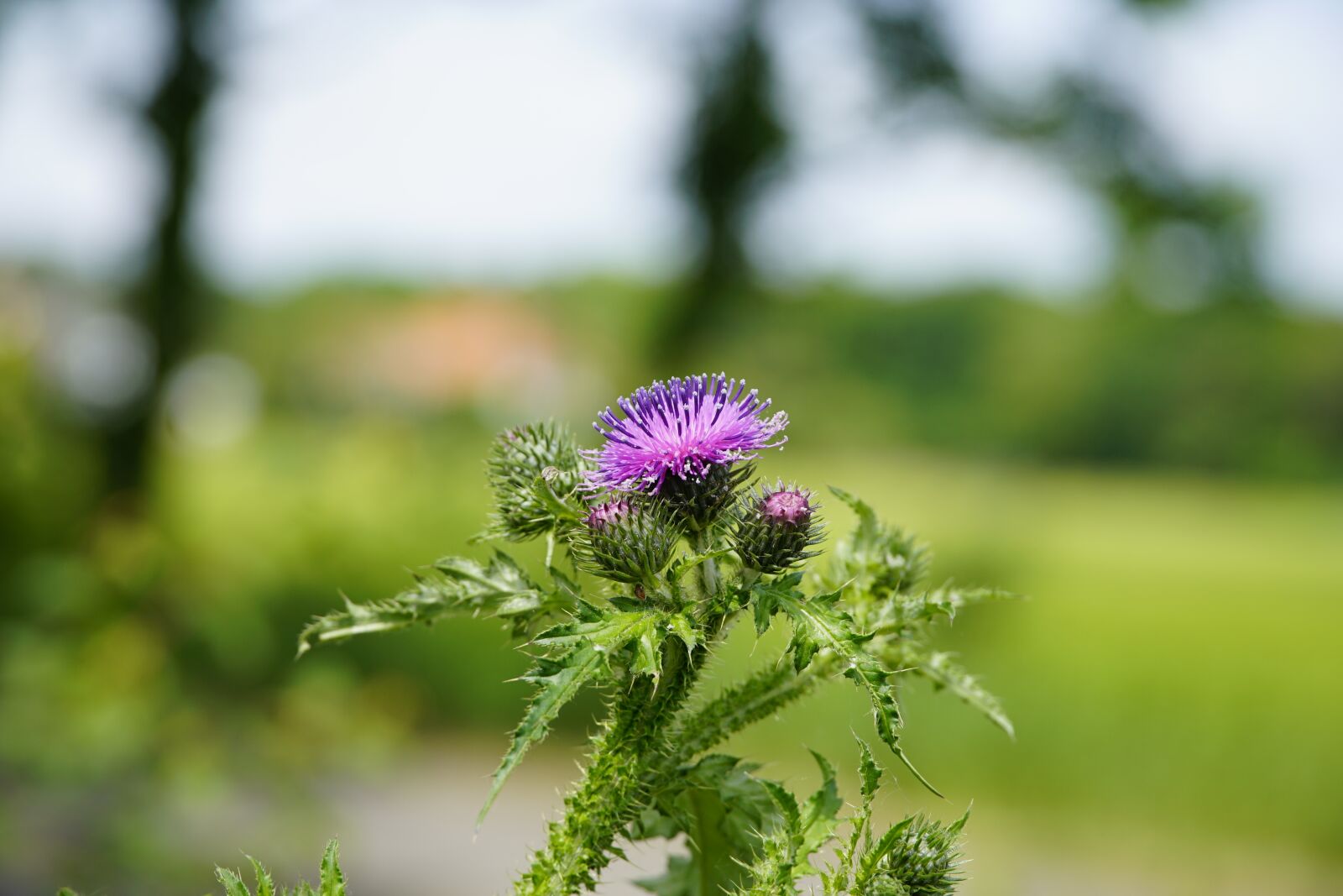 Sony a7R II sample photo. Wildflower, thistle, flower photography