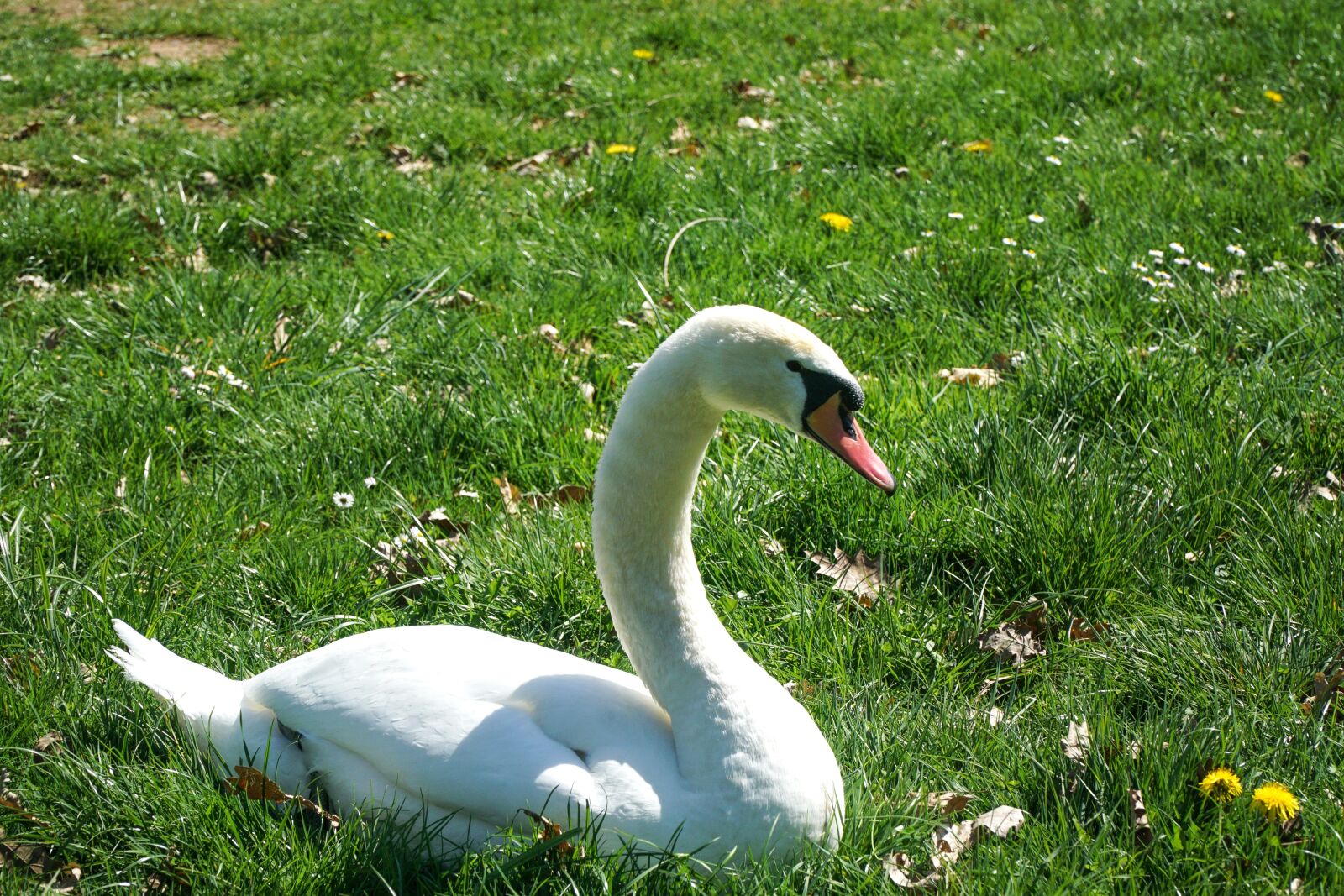 Sony E PZ 18-105mm F4 G OSS sample photo. Swan, meadow, nature photography