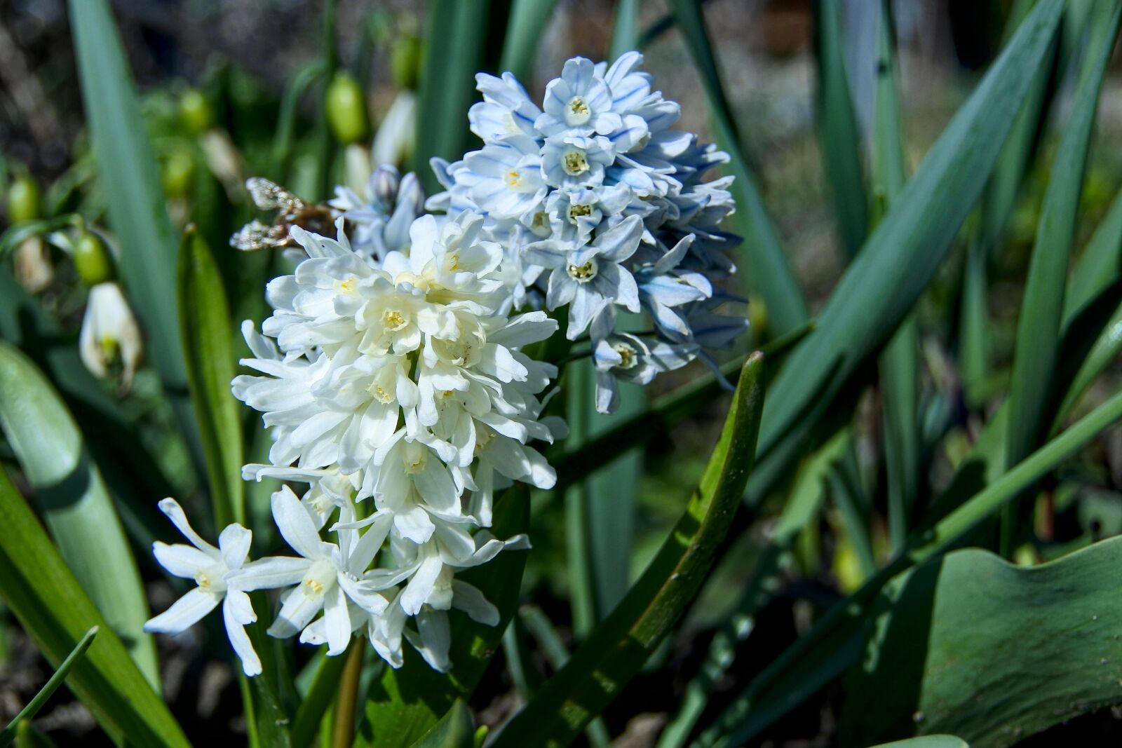 1 NIKKOR VR 10-100mm f/4-5.6 sample photo. Hyacinth, white, plant photography