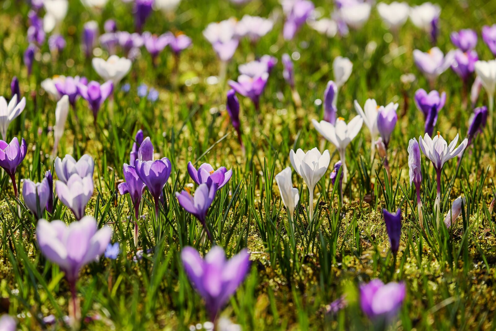 Fujifilm X-T10 sample photo. Crocus, backlighting, sunlight photography