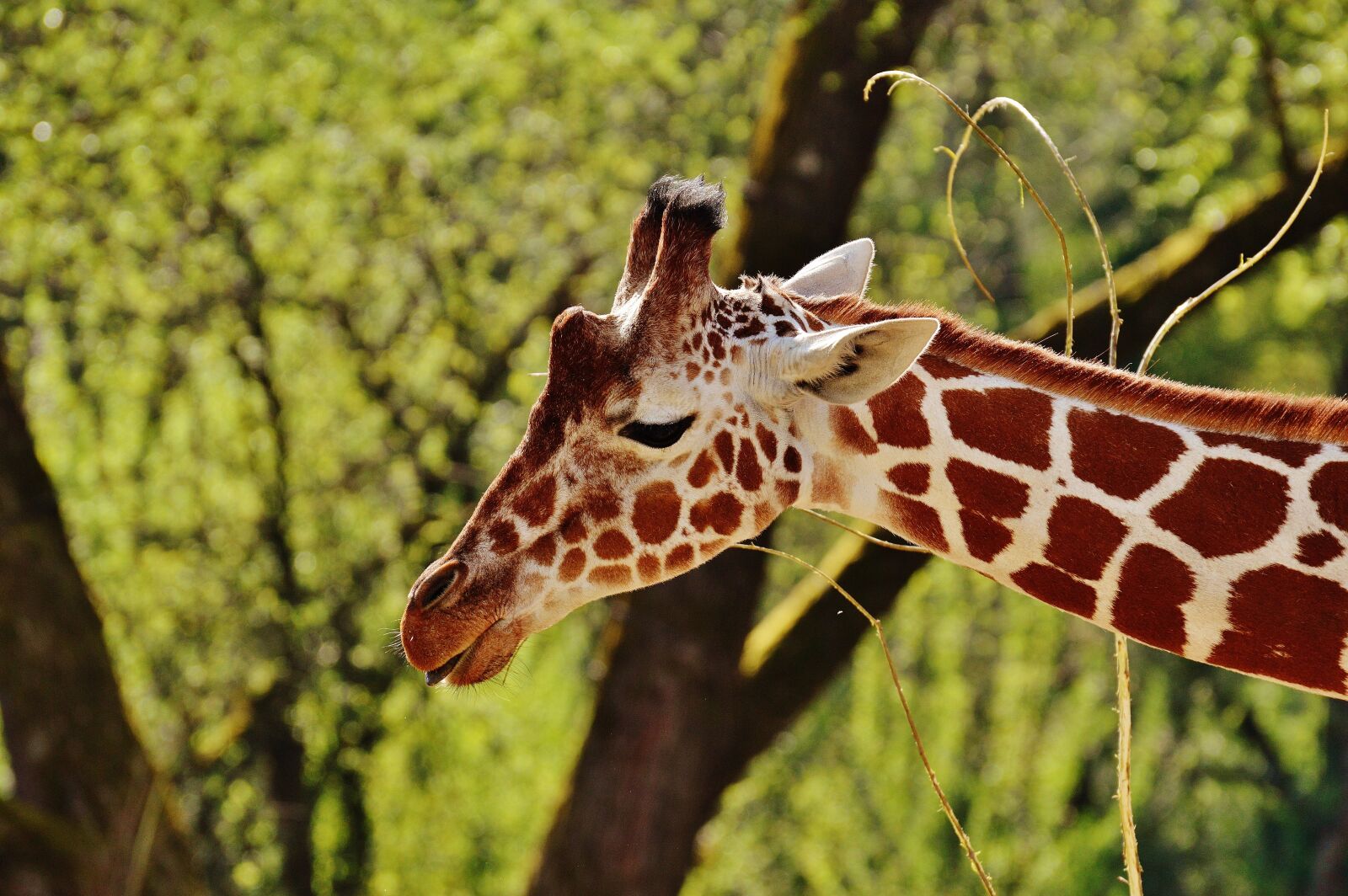 Nikon D3200 sample photo. Giraffe, zoo, animal photography