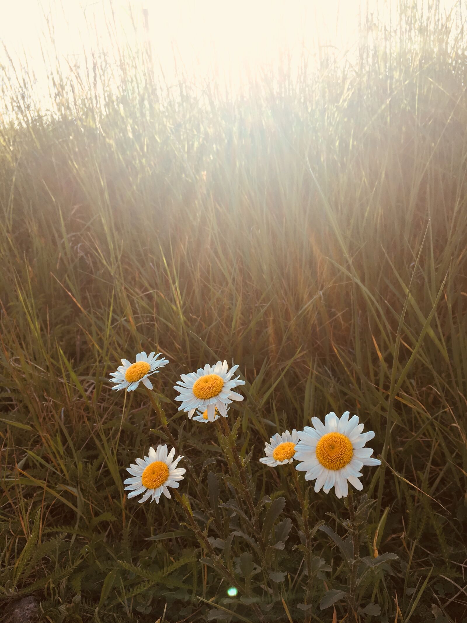 Apple iPhone 6s sample photo. Summer, daisy, sunshine photography