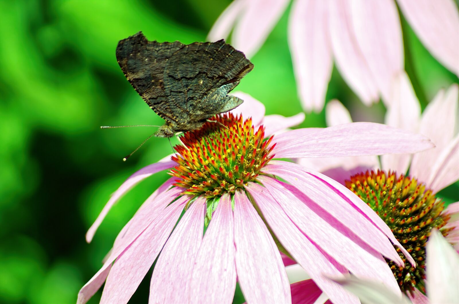 Nikon D5100 sample photo. Butterfly, color, closed photography