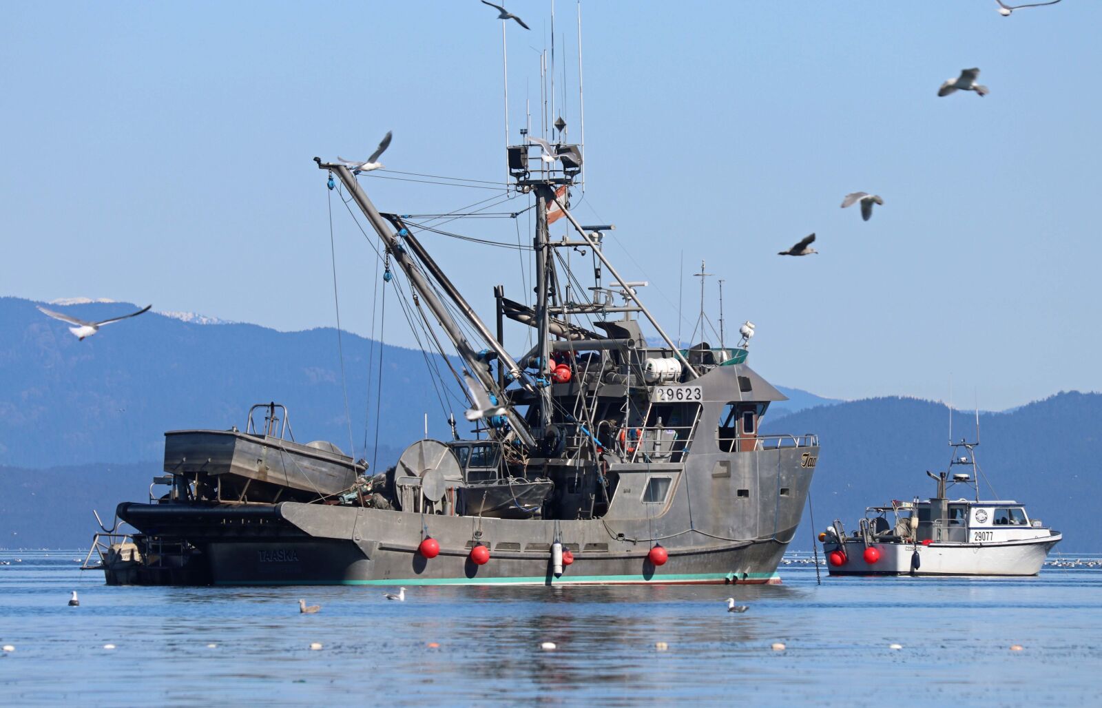Canon EF 70-300 F4-5.6 IS II USM sample photo. Fishing, herring run, fishermen photography