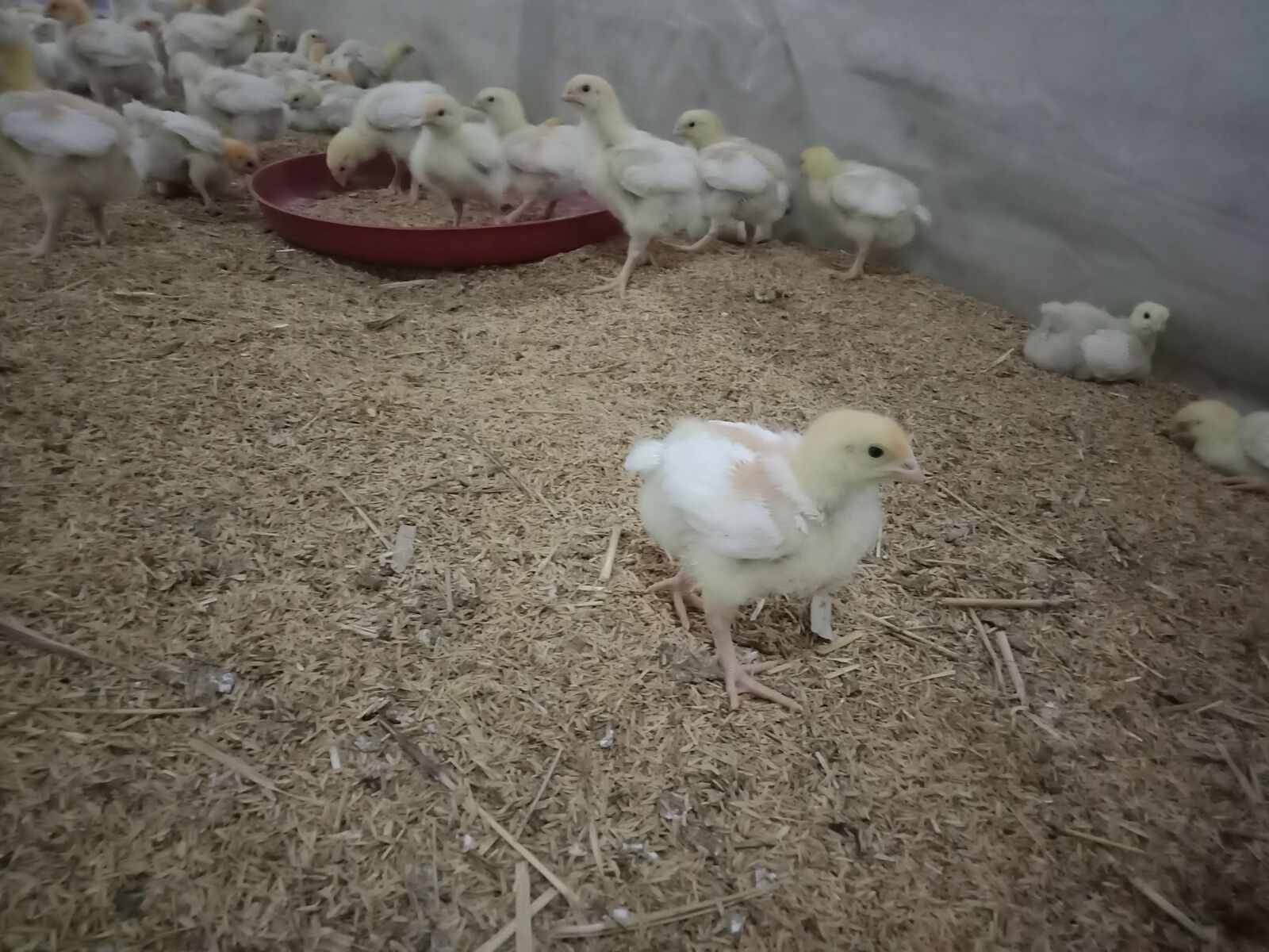 OPPO A83 sample photo. Poultry, chicks, hens photography
