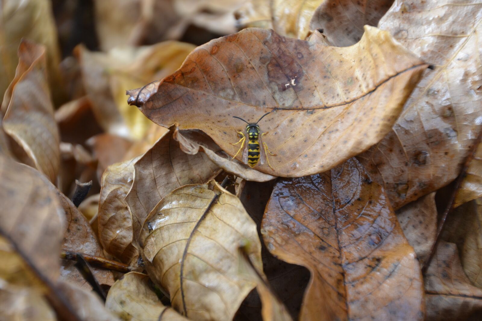 Nikon D3100 sample photo. Autumn, leaves, fall foliage photography