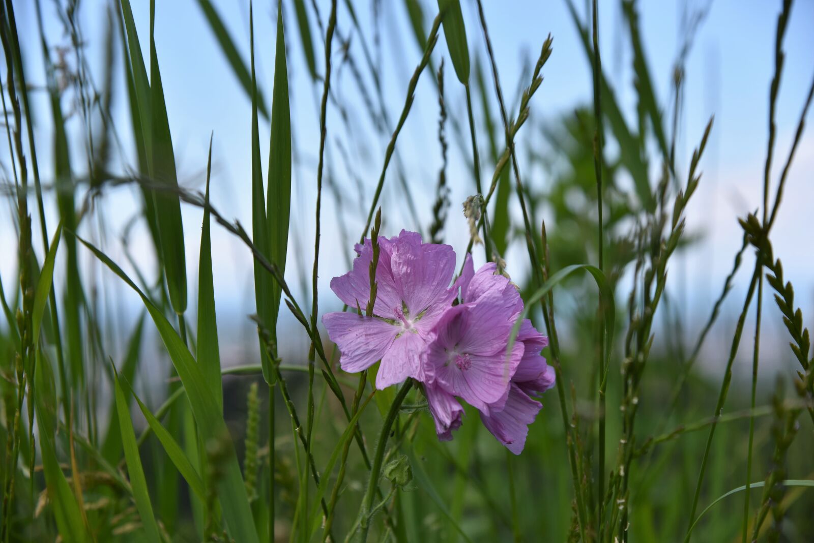 Nikon D750 sample photo. Mallow, meadow, pointed flower photography