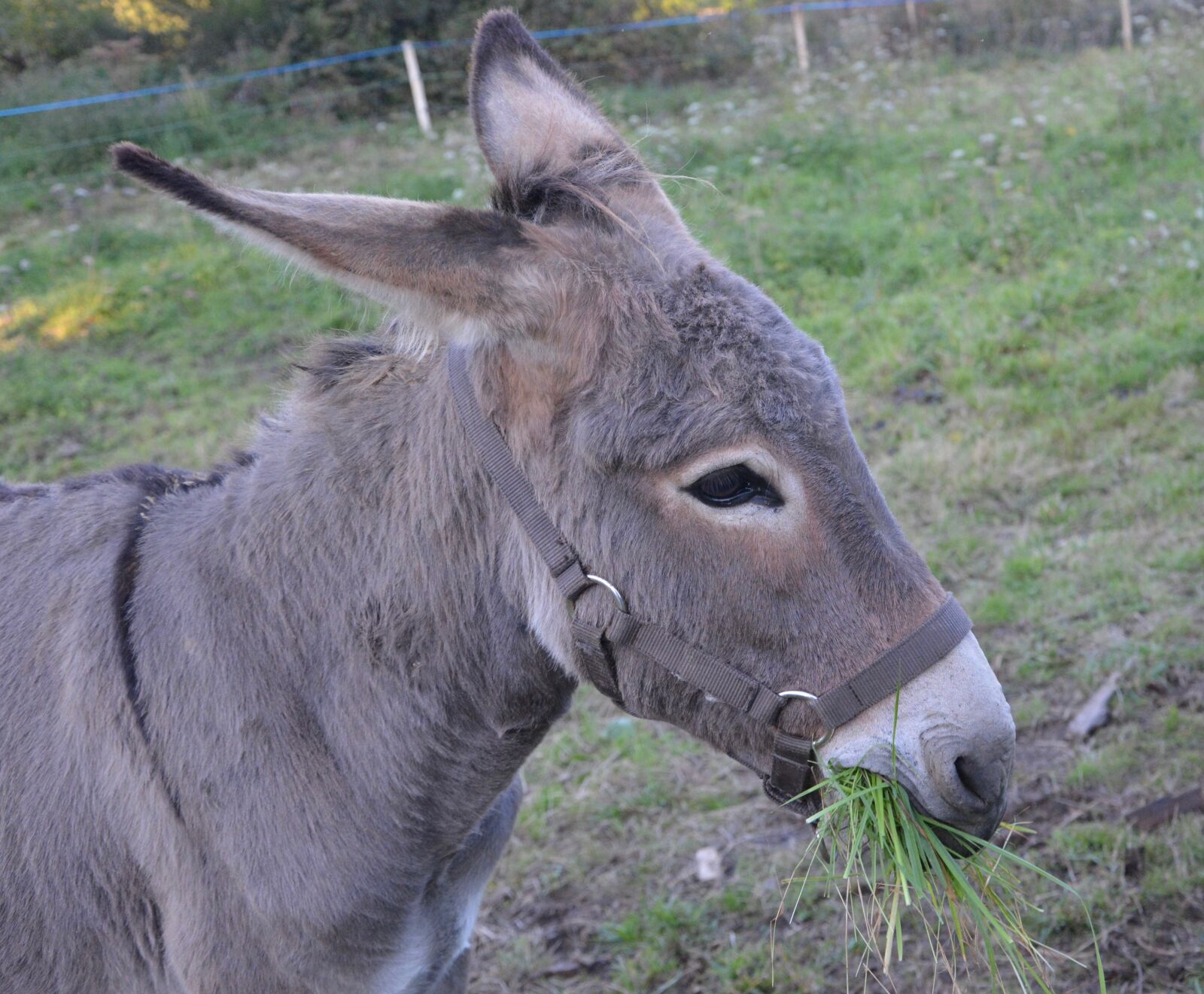 Nikon D5200 sample photo. Donkey, young ass, colt photography