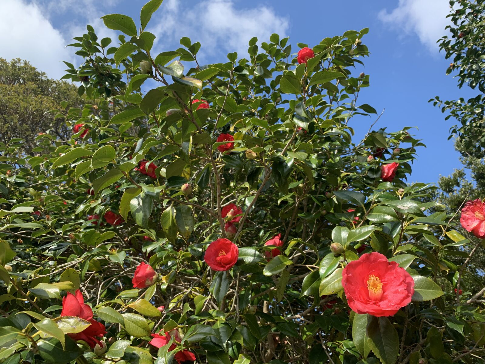 Apple iPhone XS sample photo. Camellia, camellia flower, flowers photography