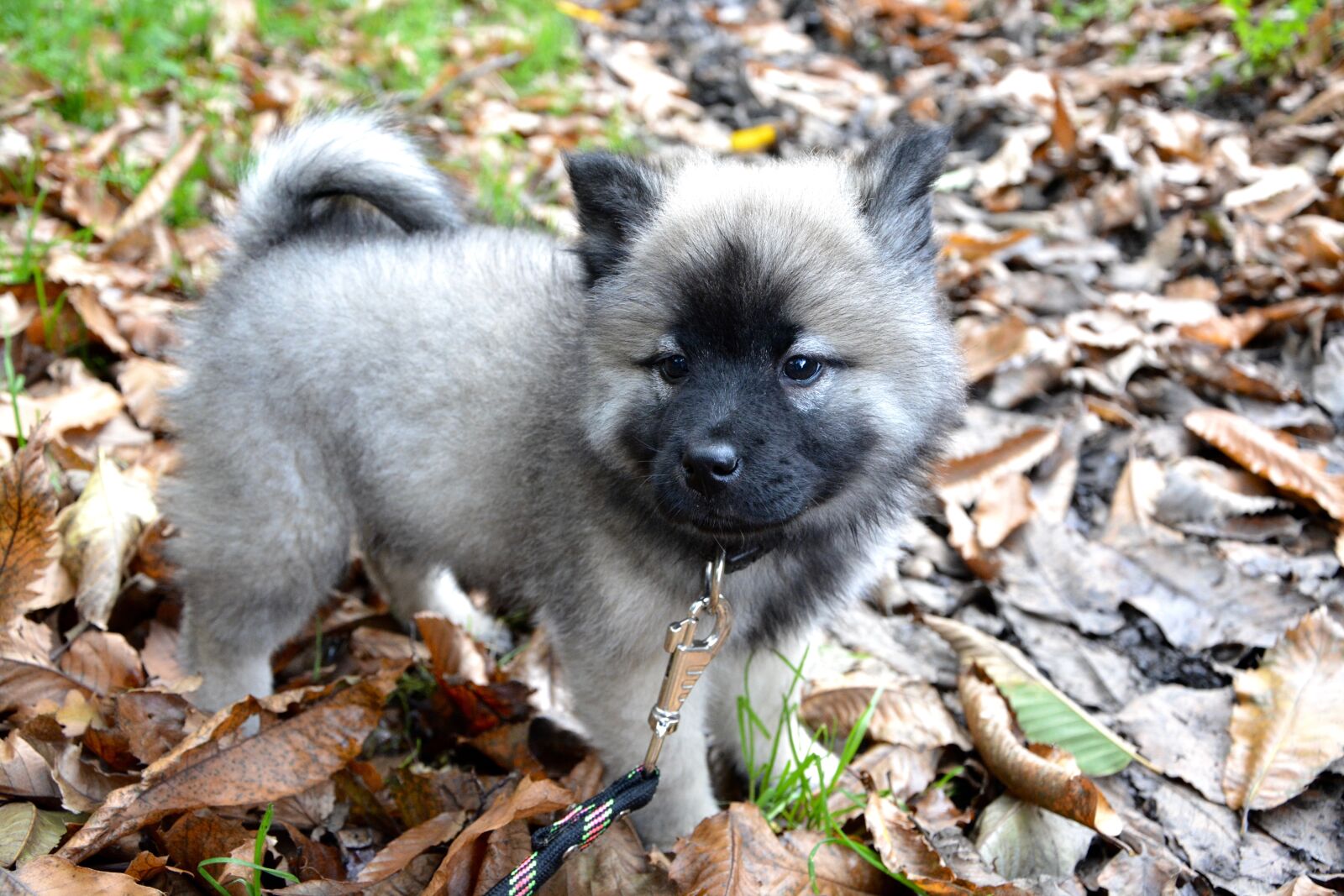 Nikon D5200 sample photo. Puppy, pup, eurasier photography