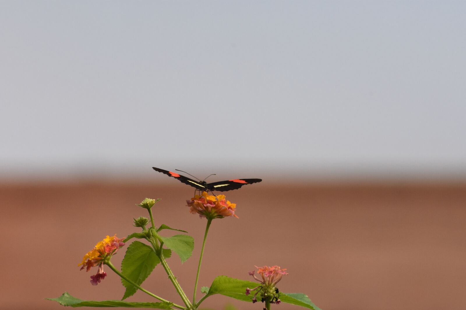 Nikon D7200 sample photo. Butterfly, zoo, macro photography