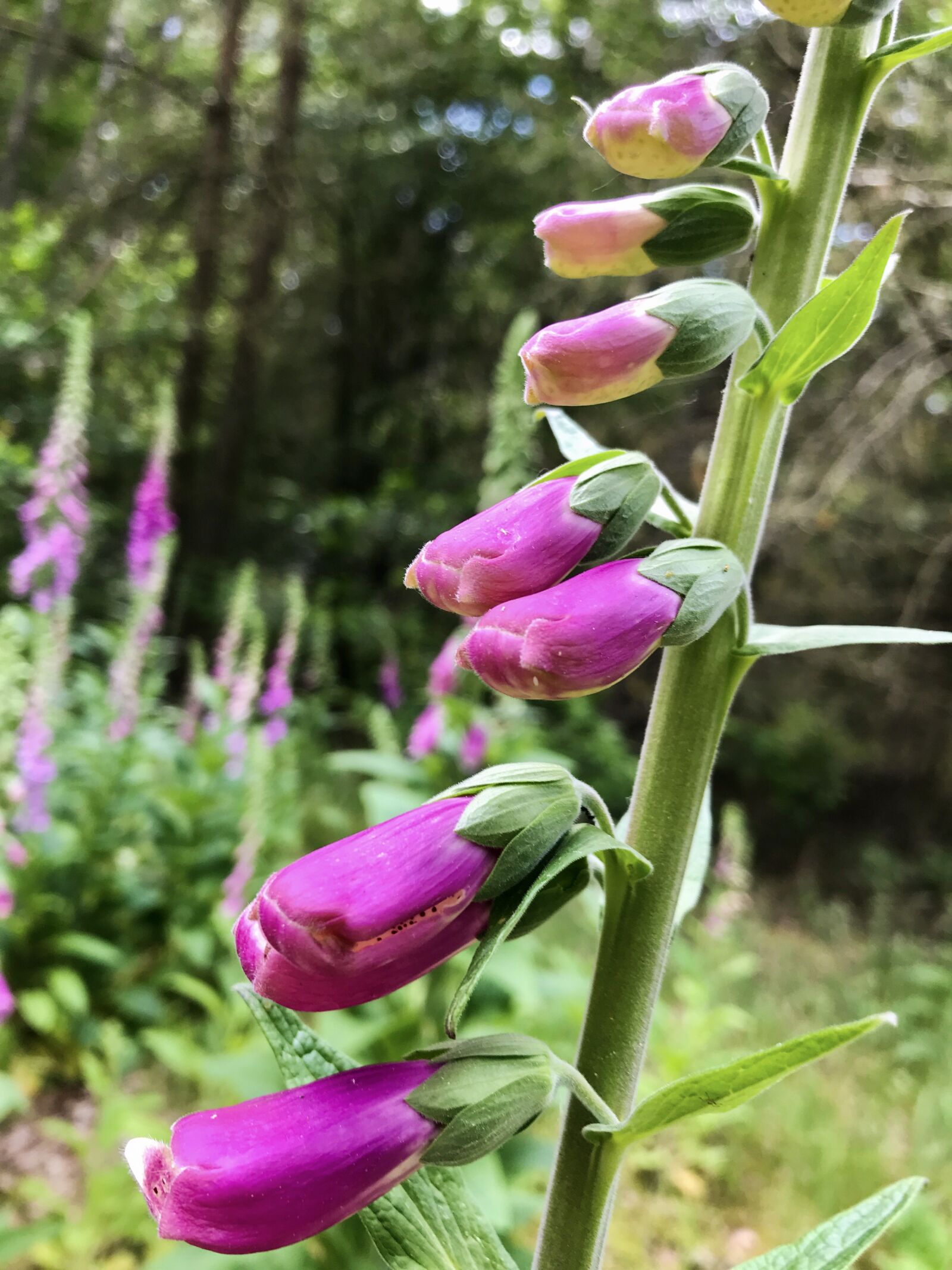 iPhone 7 back camera 3.99mm f/1.8 sample photo. Thimble, forest, digitalis purpurea photography