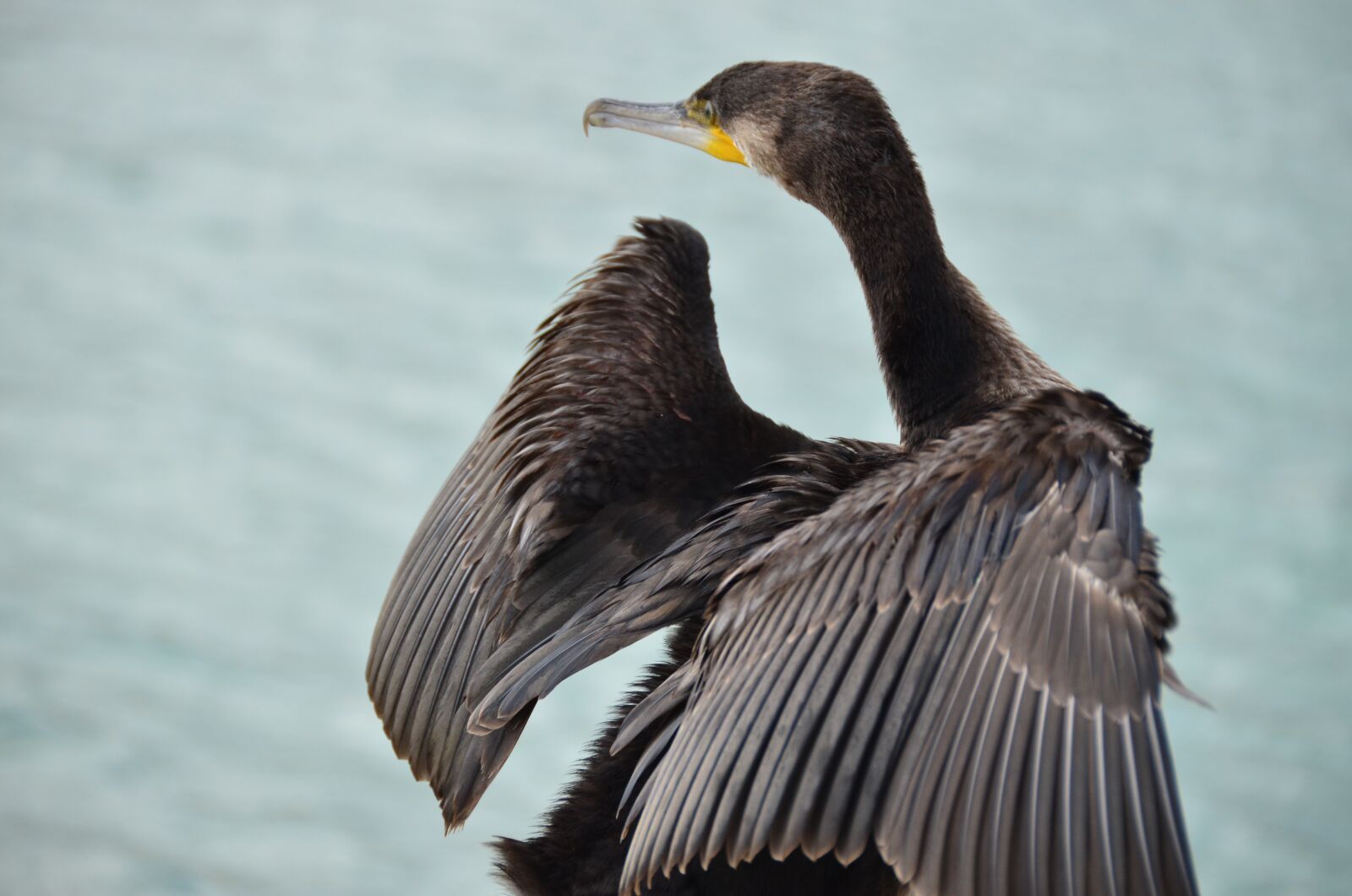 Nikon D7000 sample photo. Kerguelen shag, cormorant, sea photography